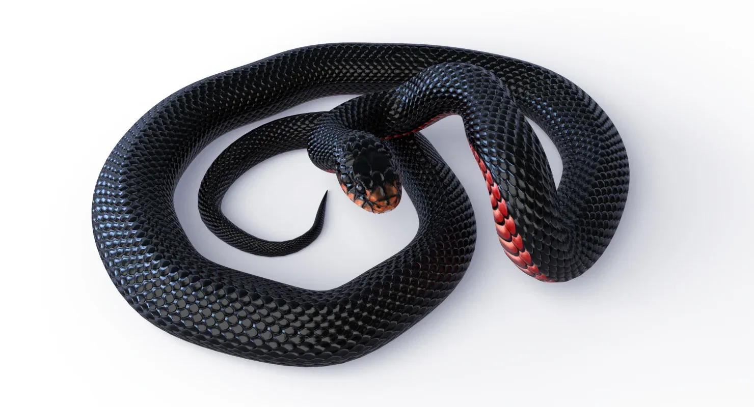 Red Bellied Black Snake - Animated