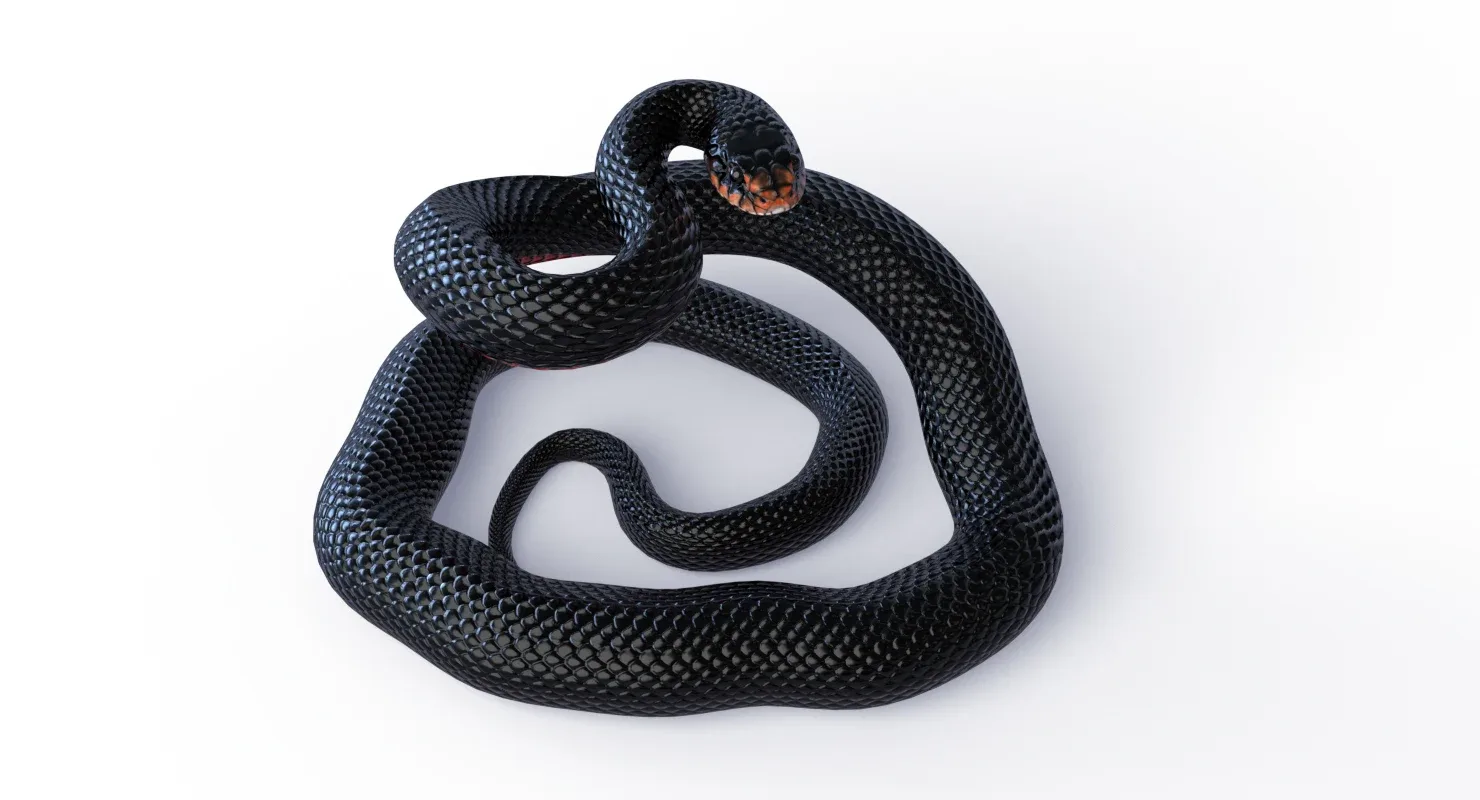 Red Bellied Black Snake - Animated