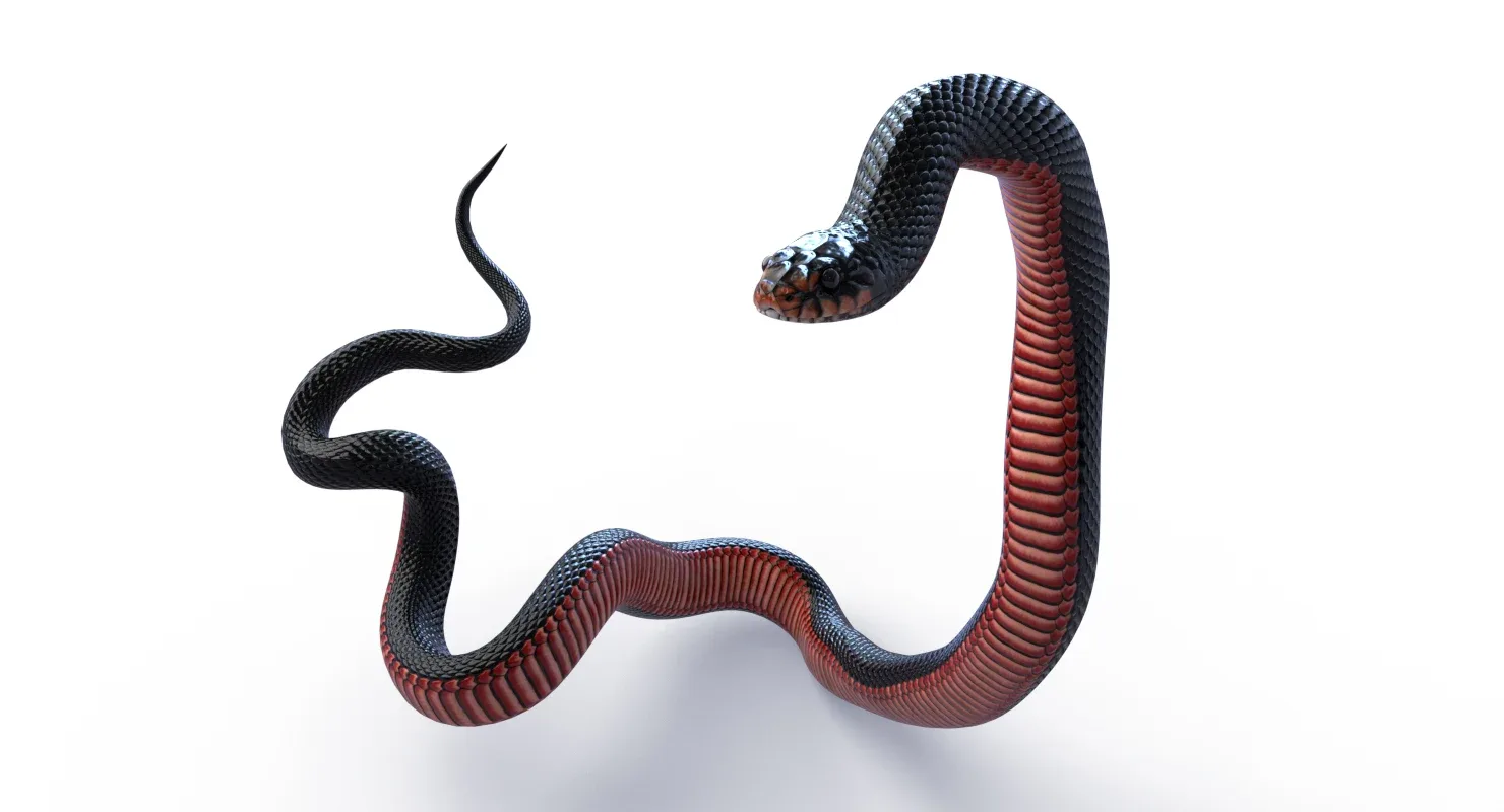 Red Bellied Black Snake - Animated