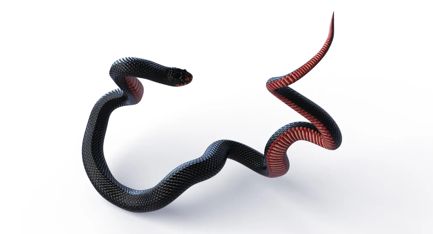 Red Bellied Black Snake - Animated