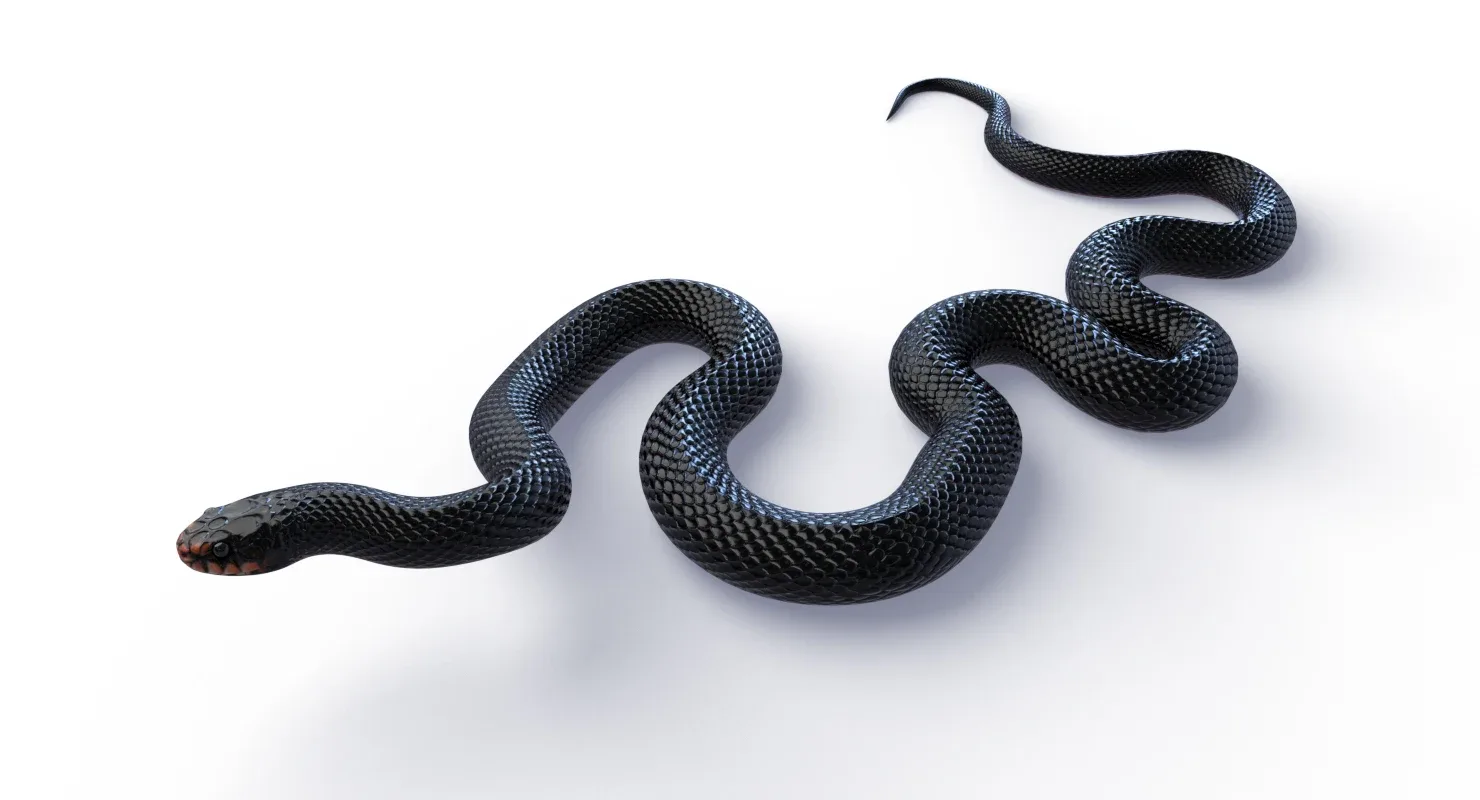 Red Bellied Black Snake - Animated