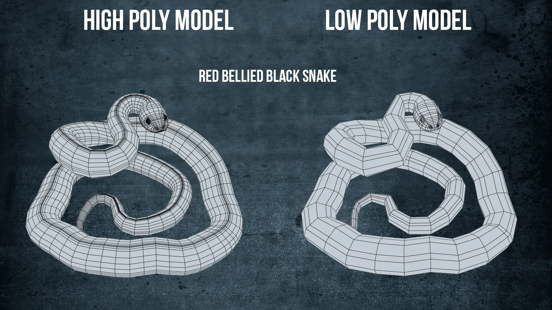 Red Bellied Black Snake - Animated