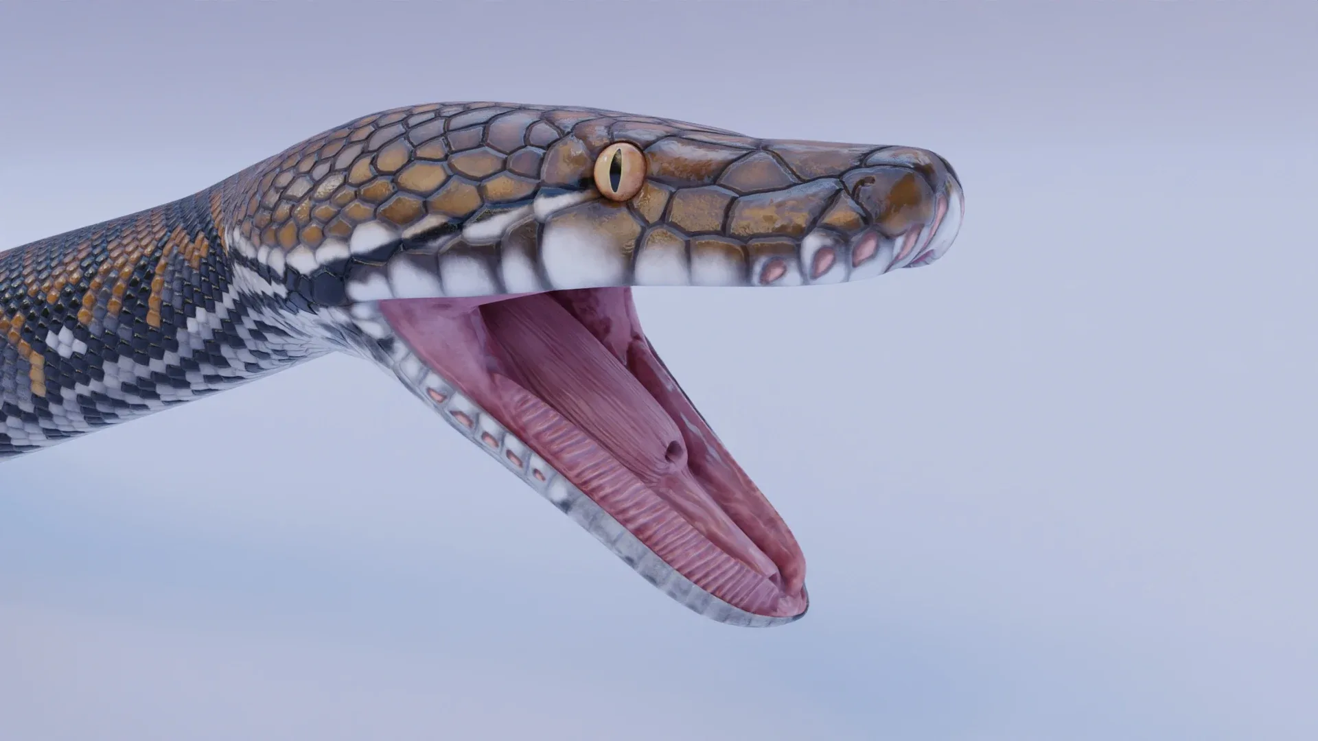 Reticulated Python - Animated