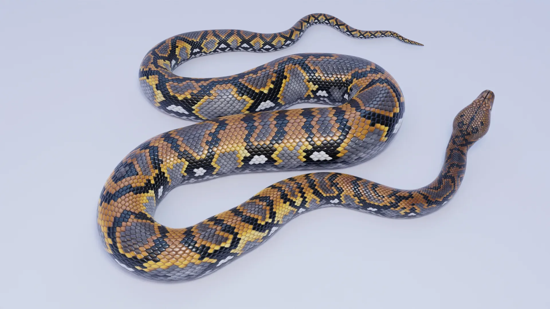 Reticulated Python - Animated