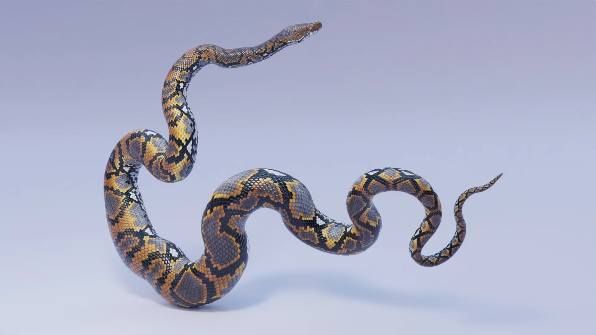 Reticulated Python - Animated