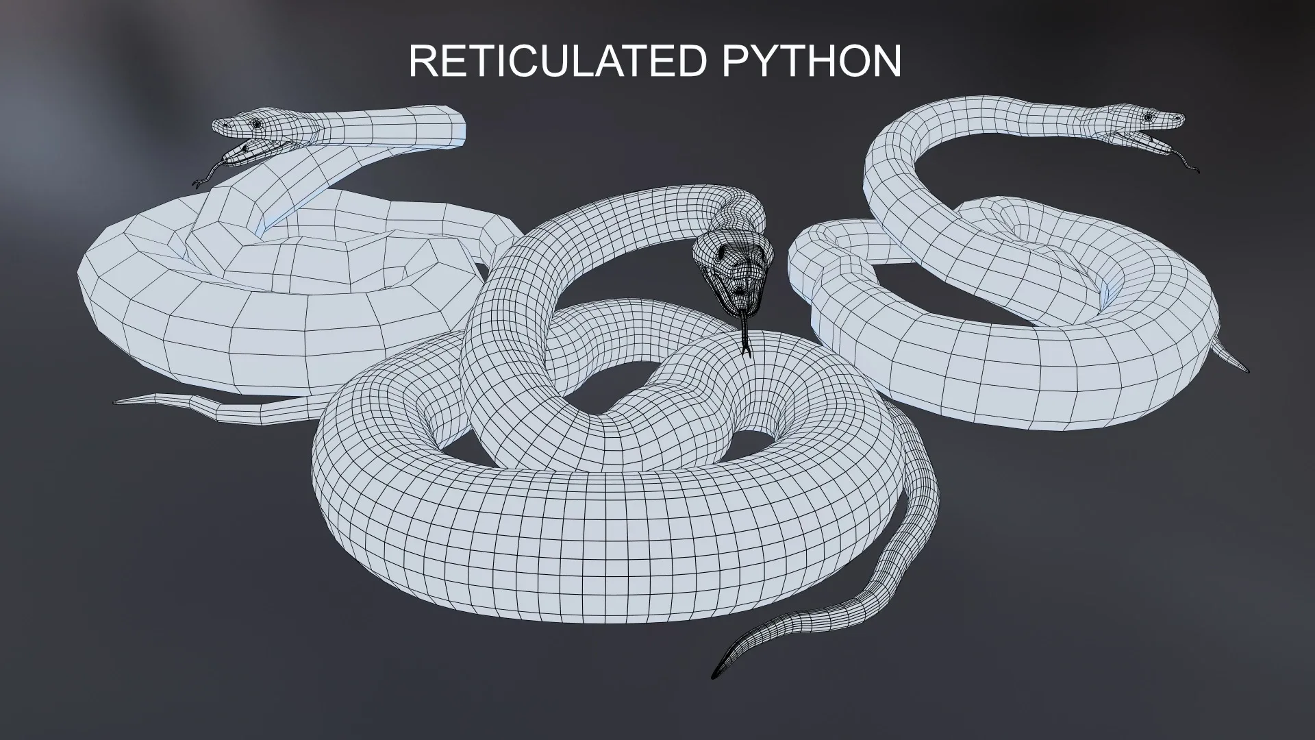 Reticulated Python - Animated