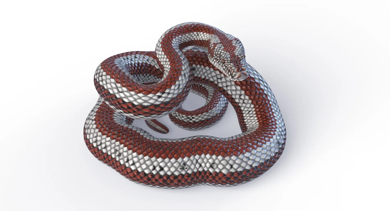 Rosy Boa - Animated