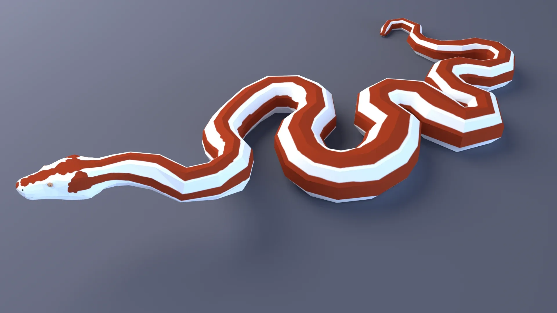 Rosy Boa - Animated