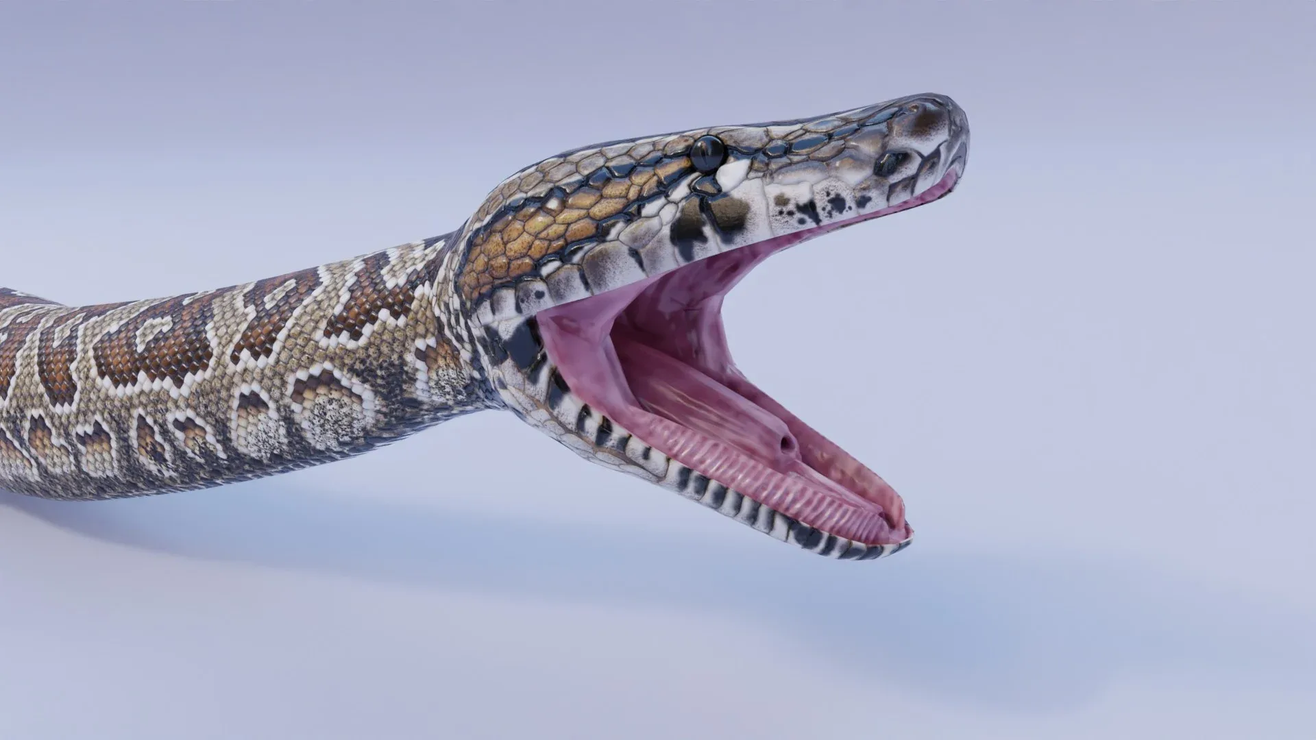 Southern African Rock Python - Animated