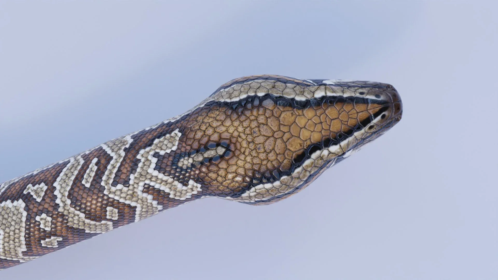 Southern African Rock Python - Animated