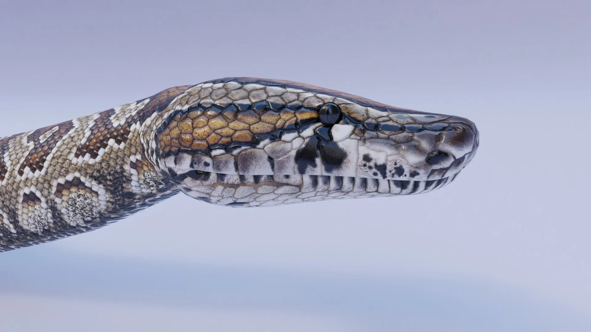 Southern African Rock Python - Animated
