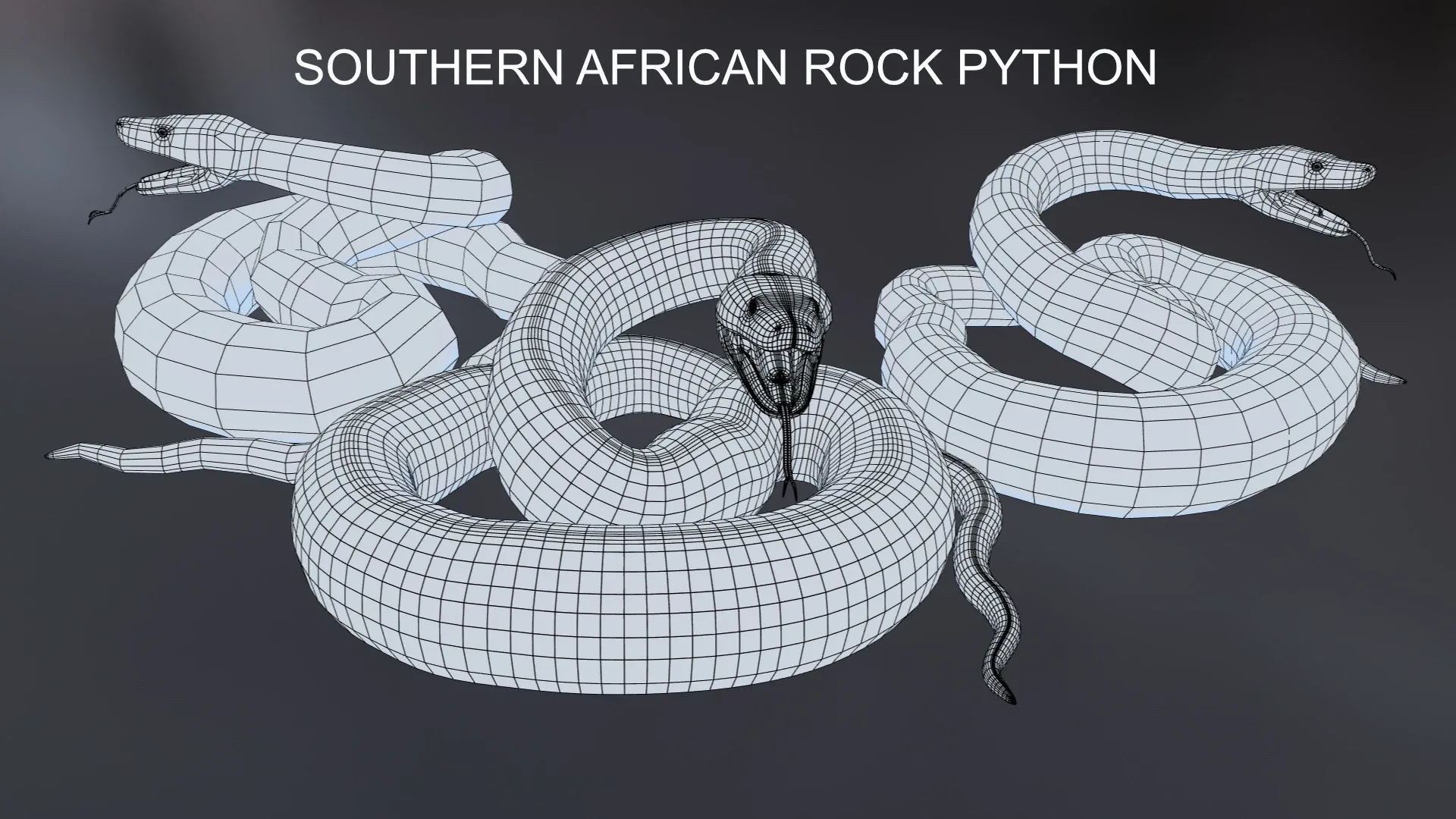 Southern African Rock Python - Animated