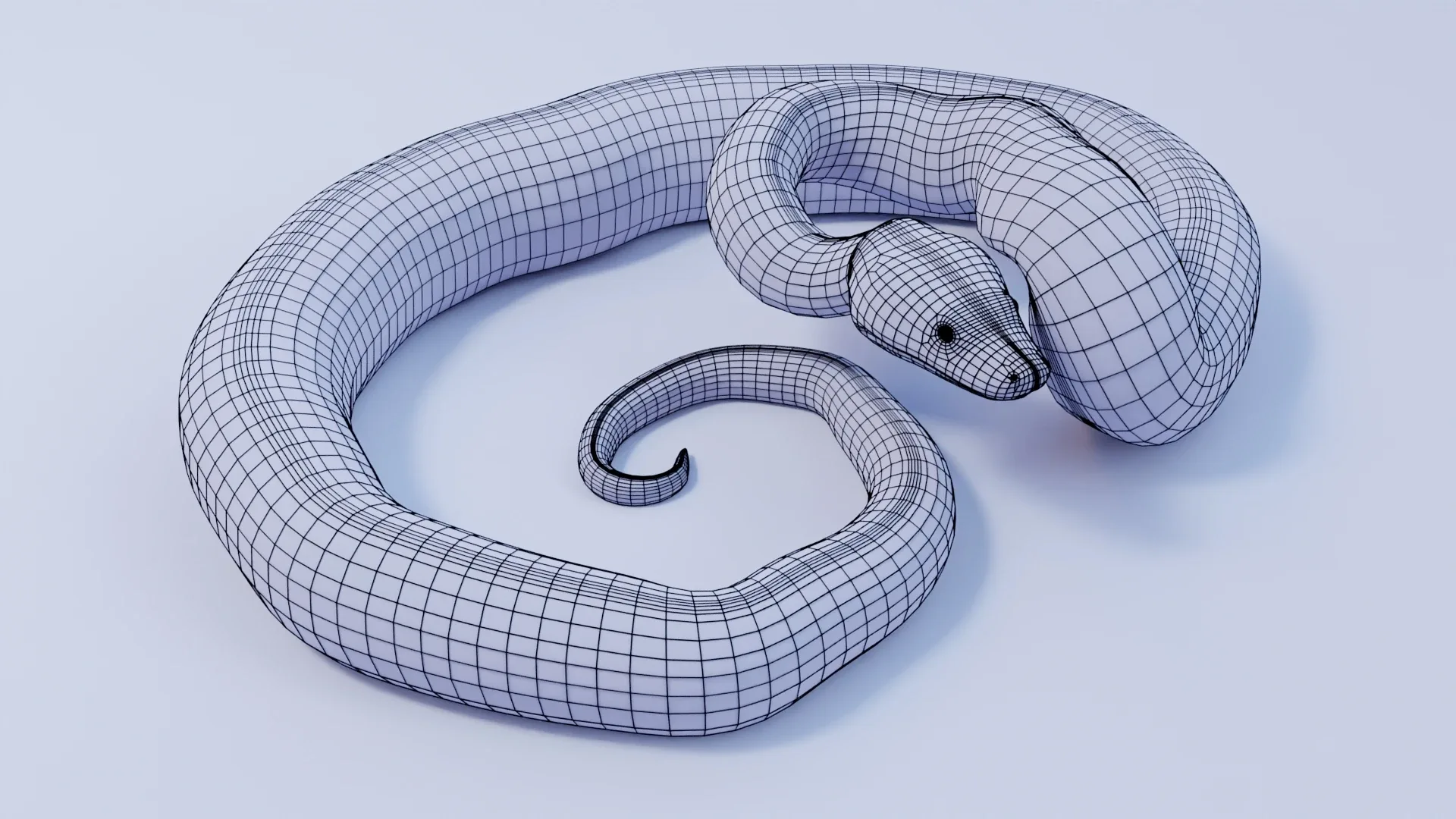 Southern African Rock Python - Animated