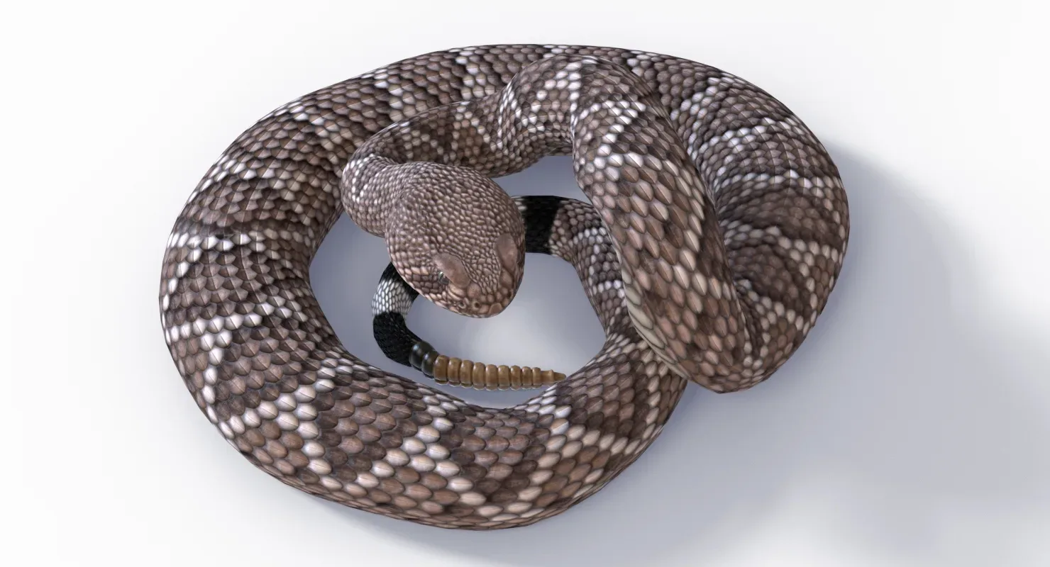 Western Diamondback Rattlesnake - Animated