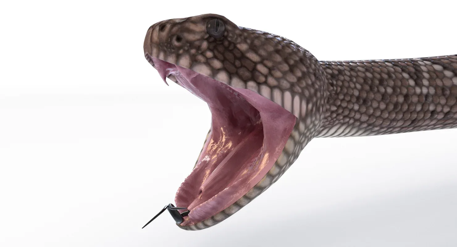 Western Diamondback Rattlesnake - Animated