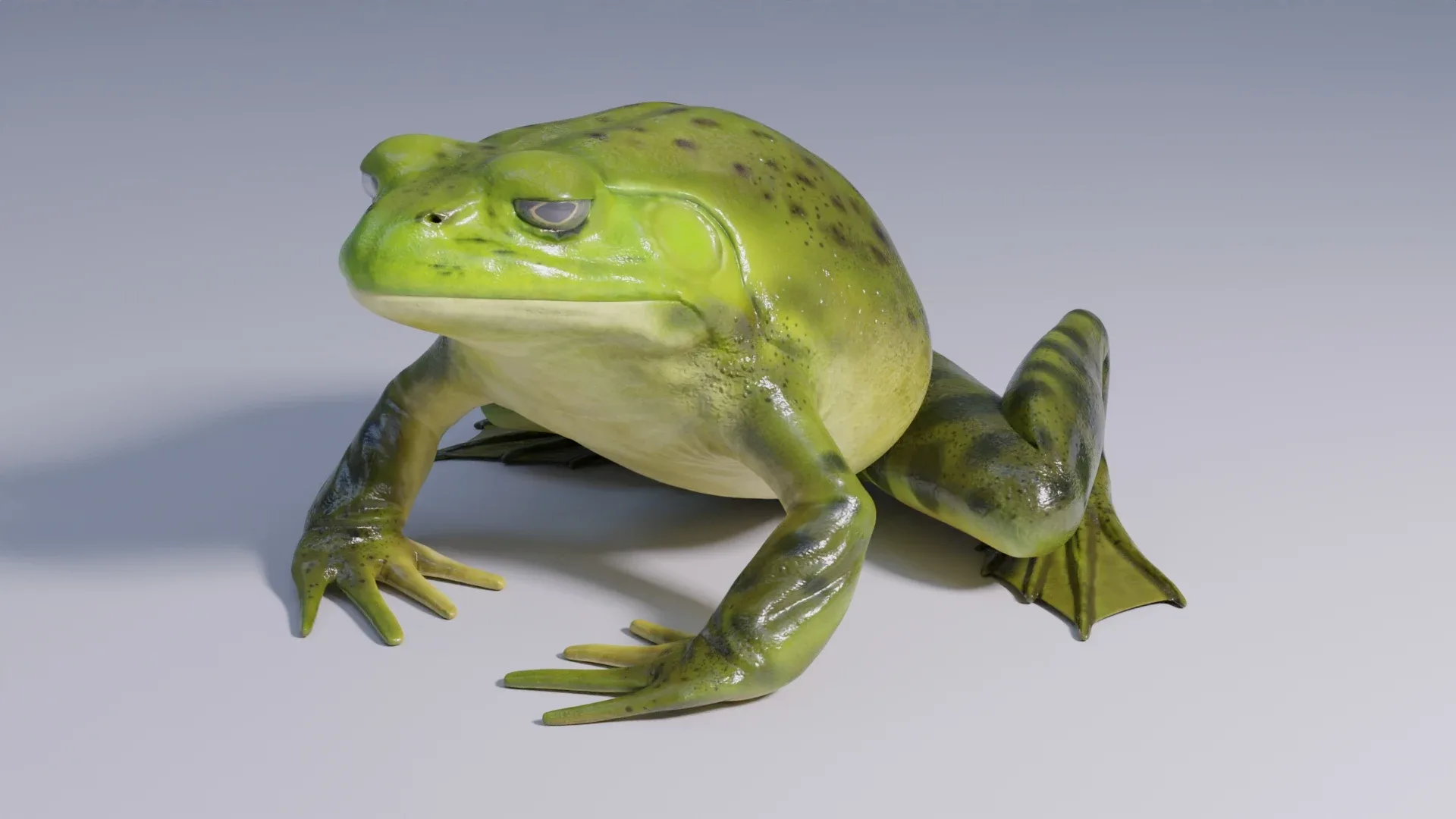 American Bullfrog - Animated