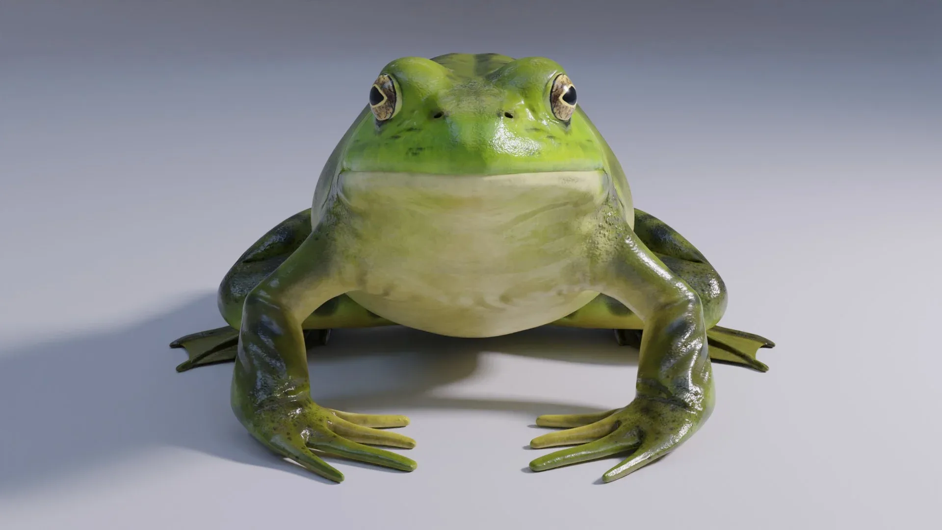 American Bullfrog - Animated