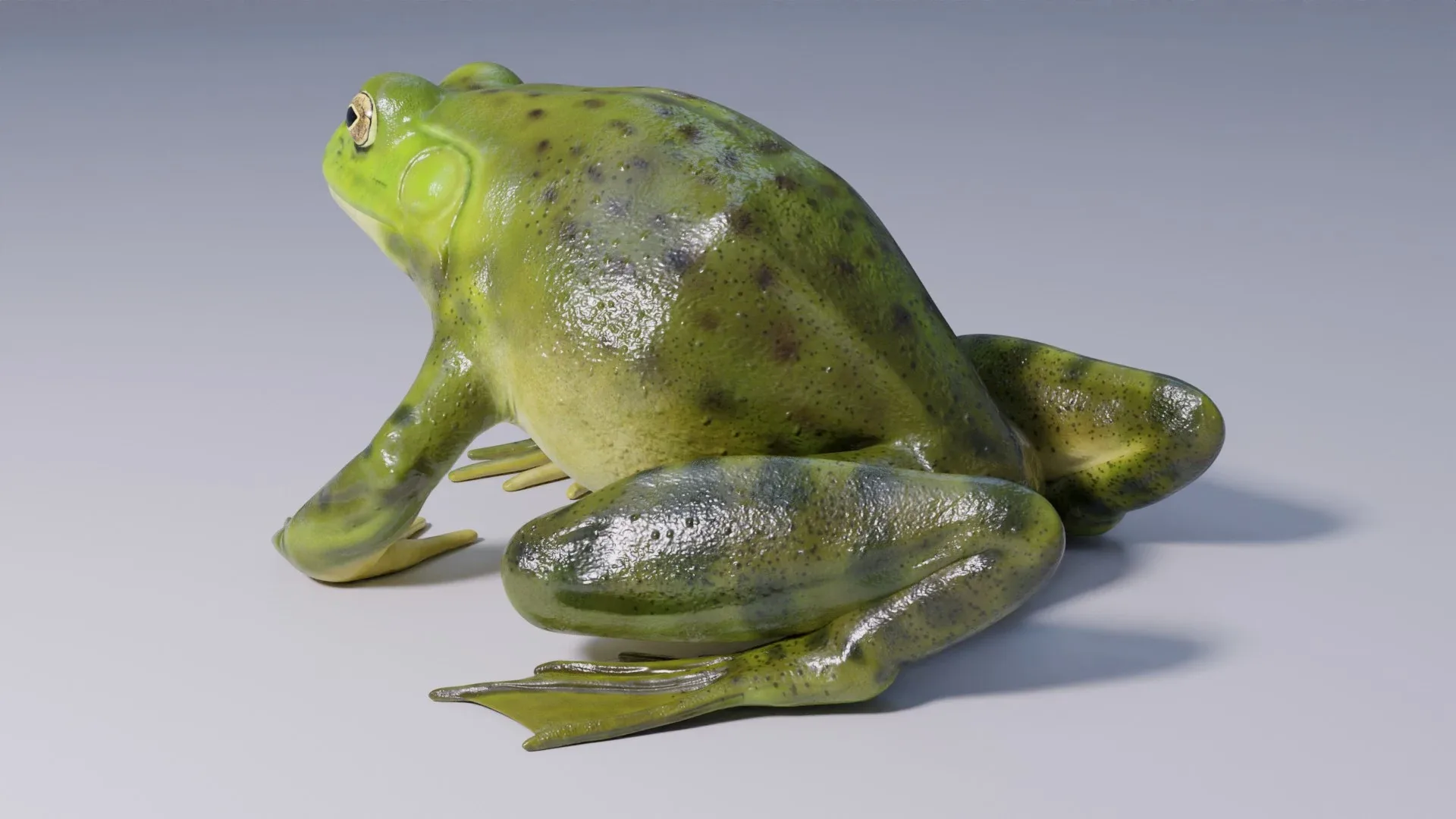 American Bullfrog - Animated