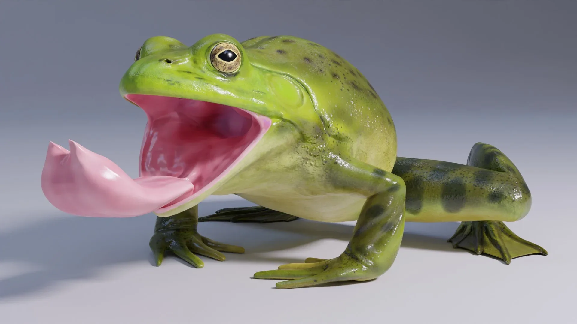 American Bullfrog - Animated