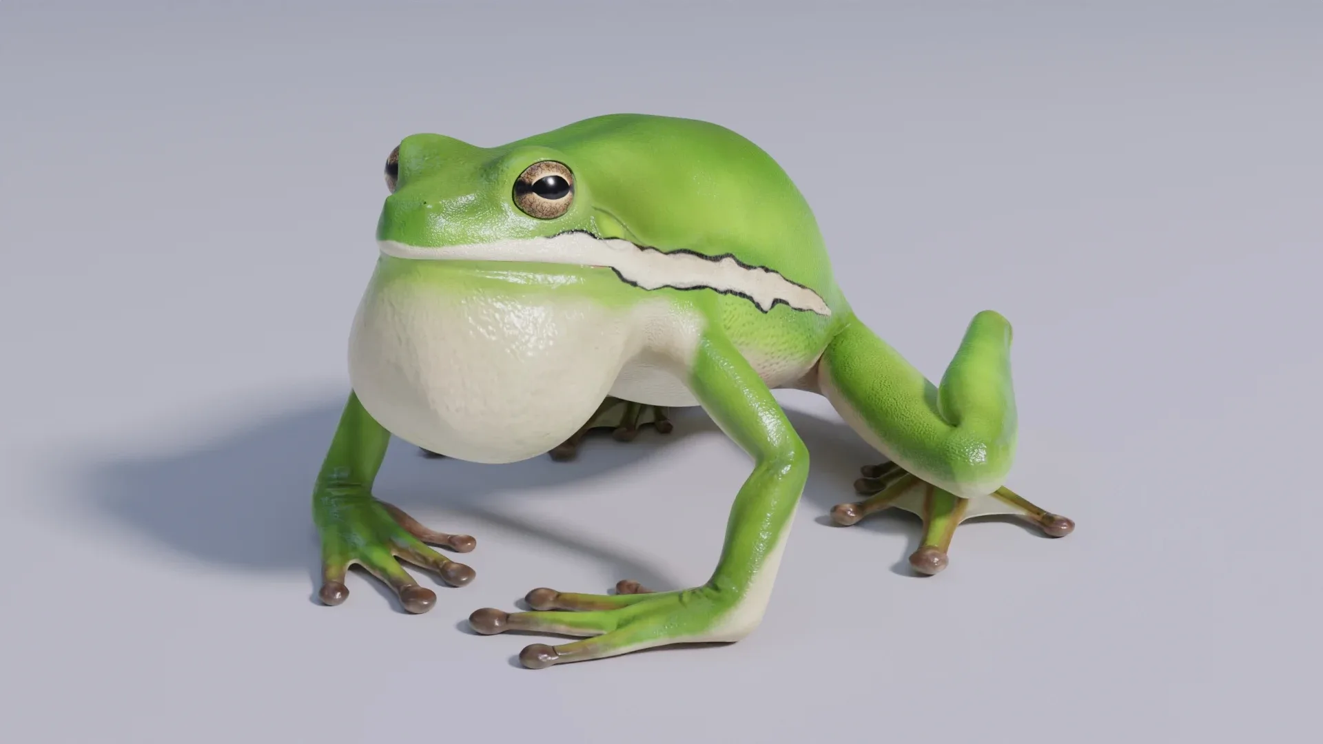 American Green Tree Frog - Animated