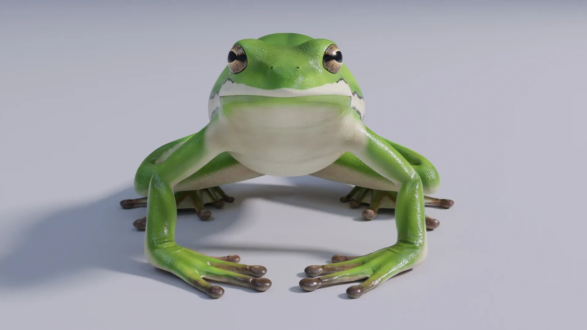 American Green Tree Frog - Animated