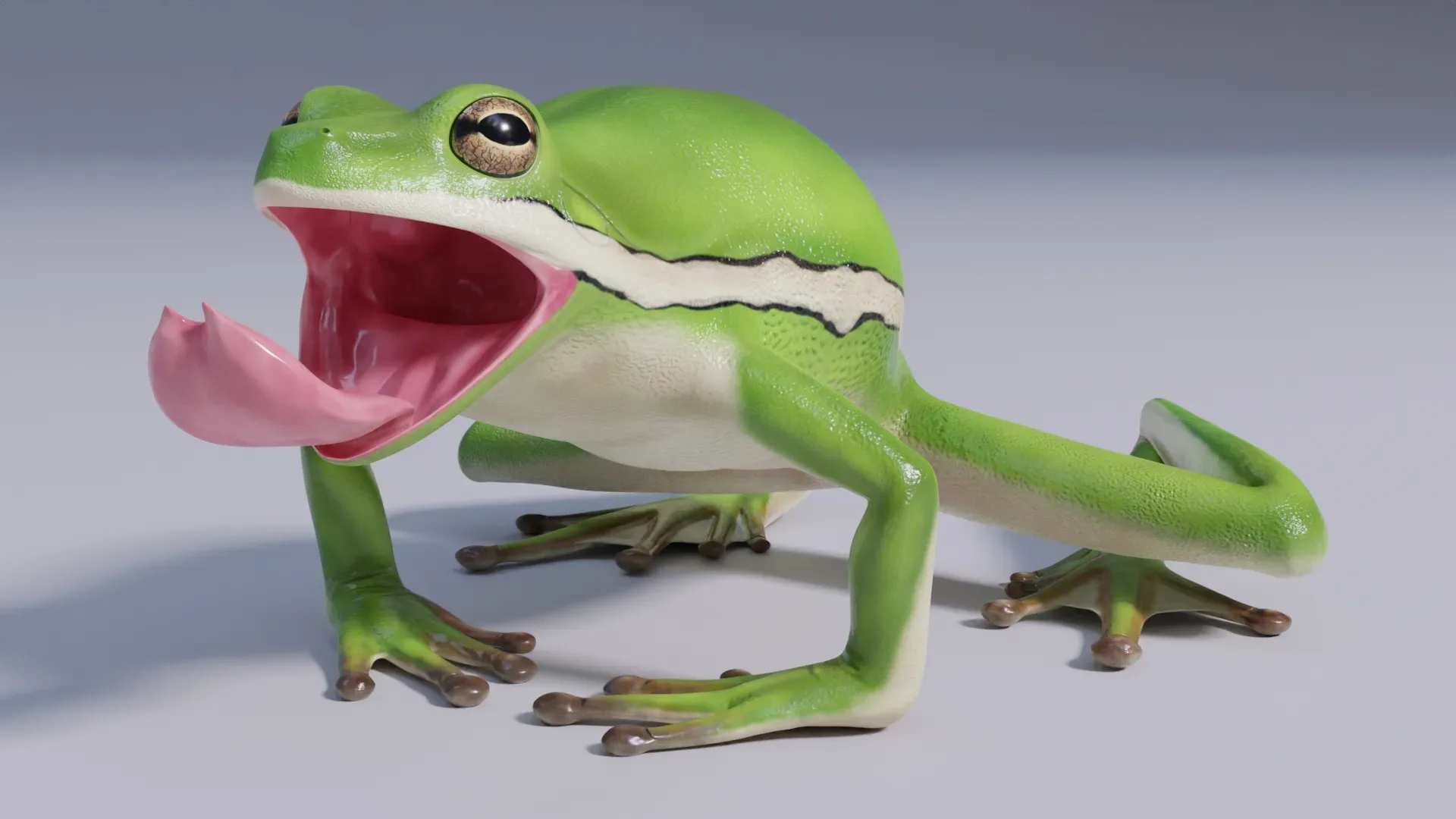 American Green Tree Frog - Animated