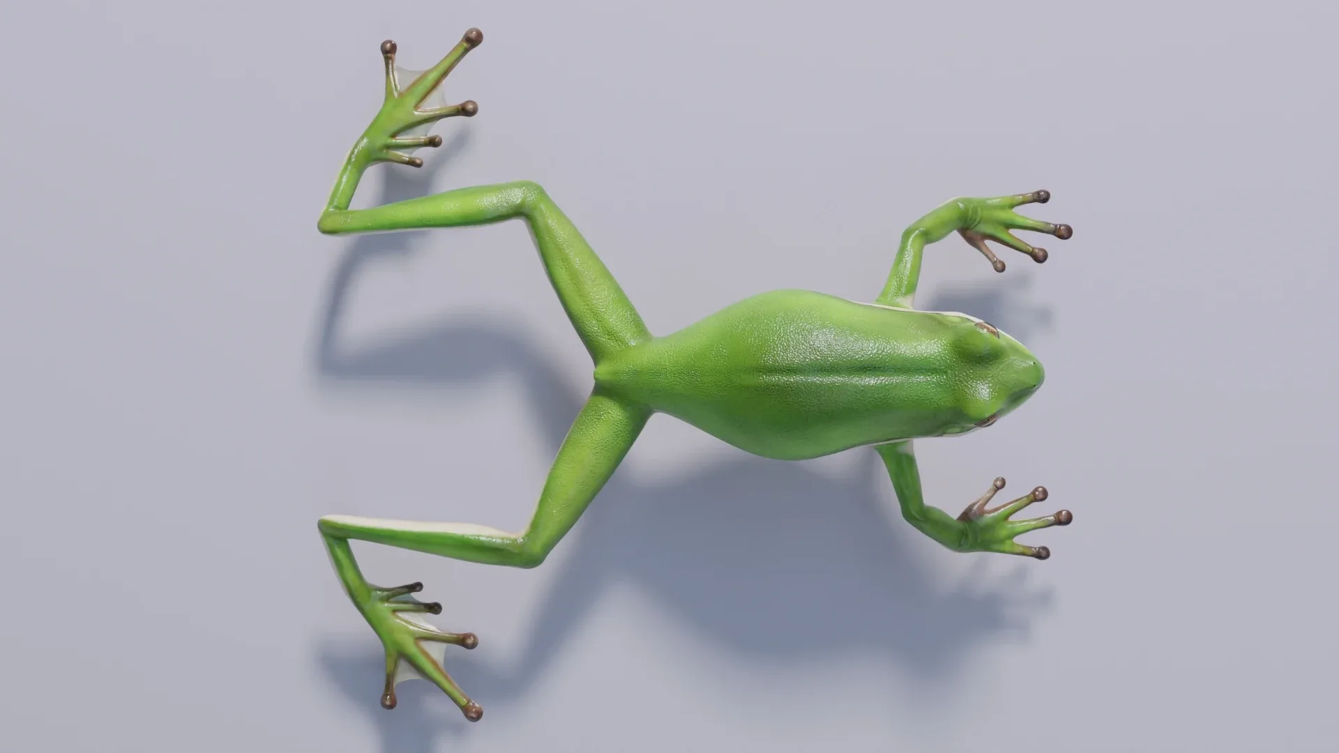 American Green Tree Frog - Animated