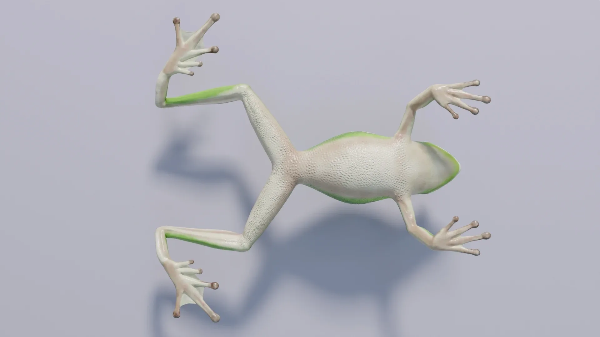 American Green Tree Frog - Animated