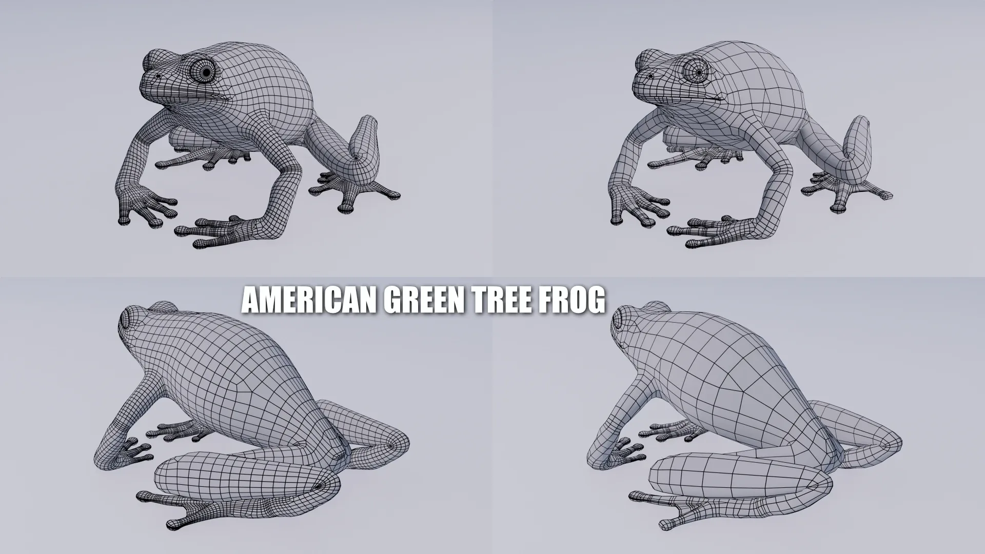 American Green Tree Frog - Animated