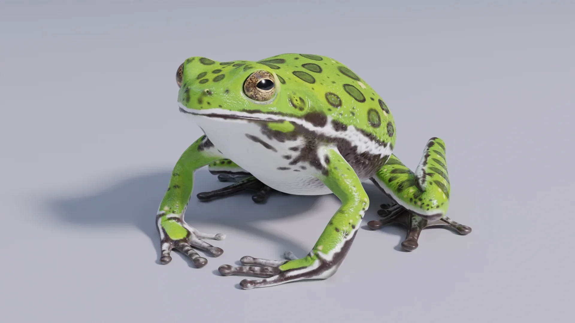 Barking Tree Frog - Animated