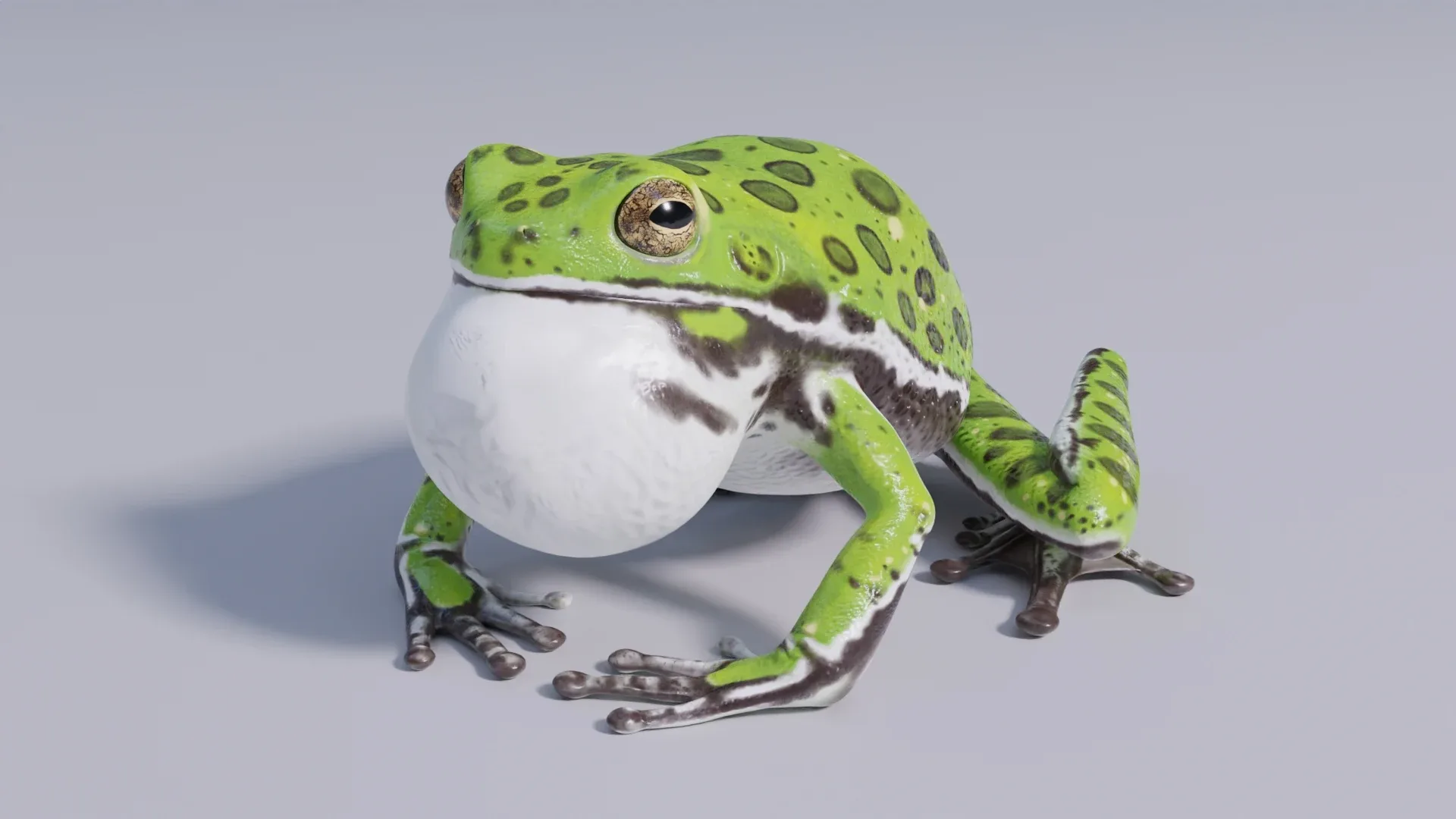 Barking Tree Frog - Animated