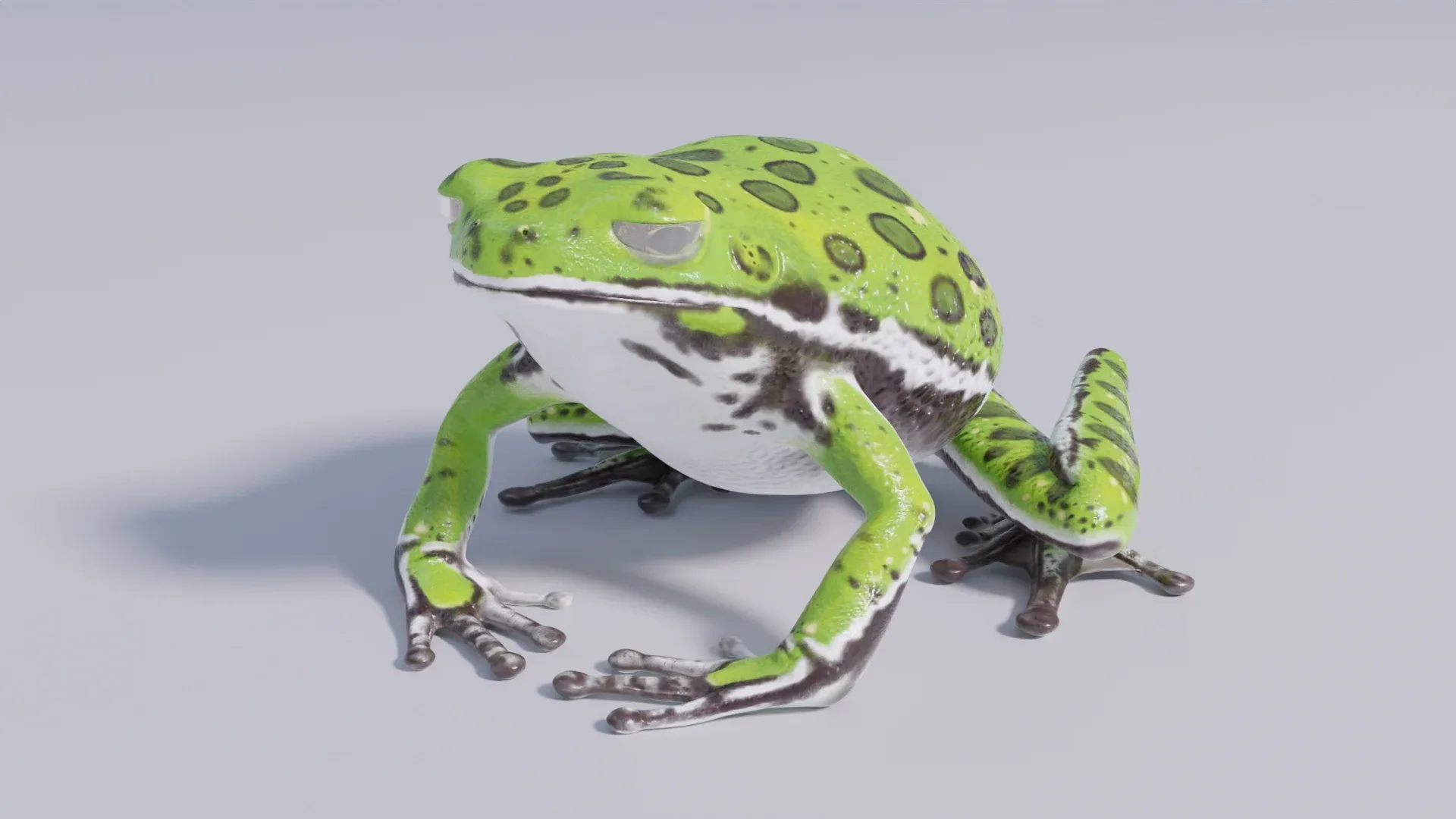 Barking Tree Frog - Animated