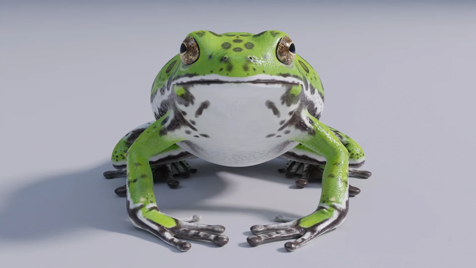 Barking Tree Frog - Animated