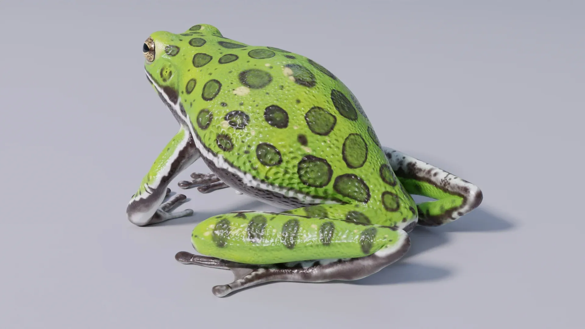 Barking Tree Frog - Animated