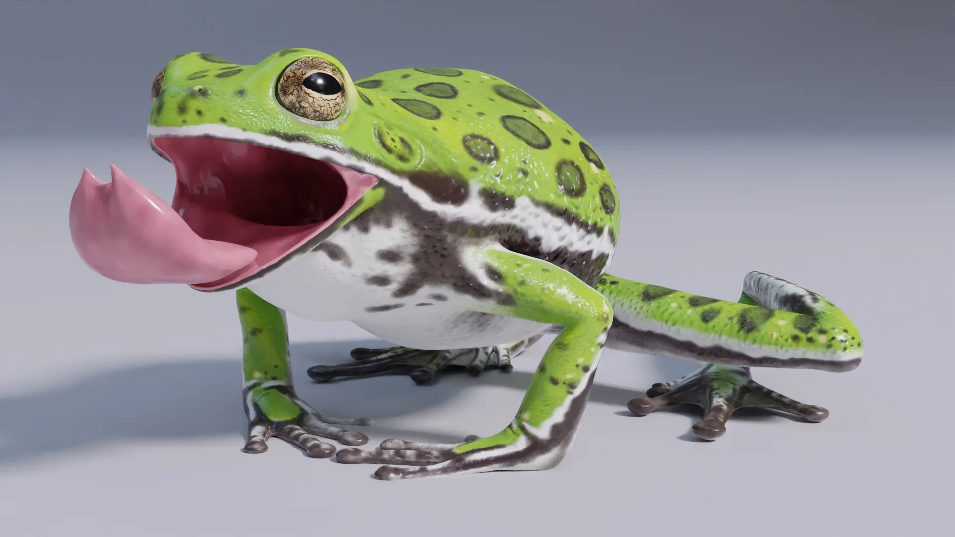 Barking Tree Frog - Animated