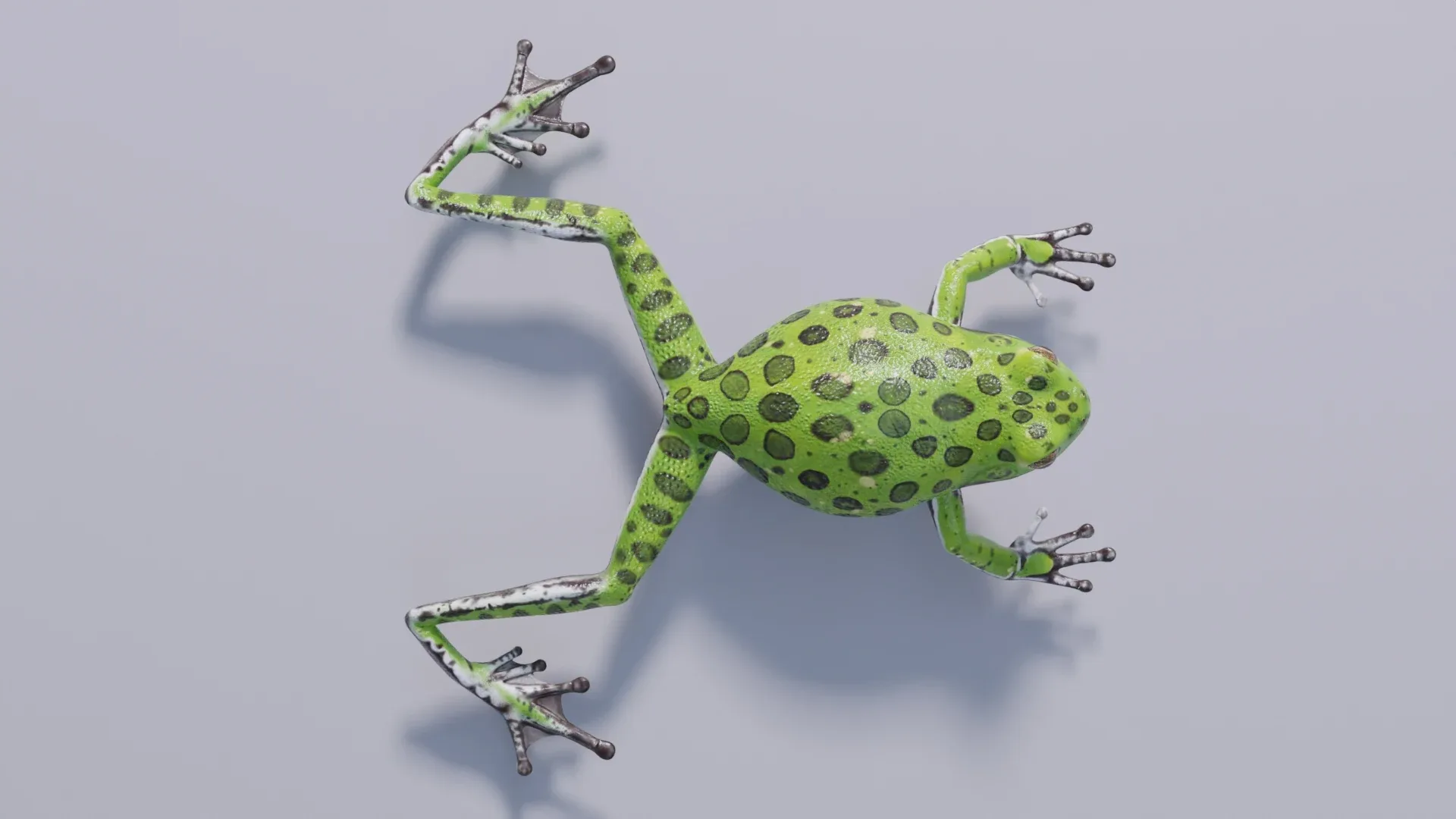 Barking Tree Frog - Animated