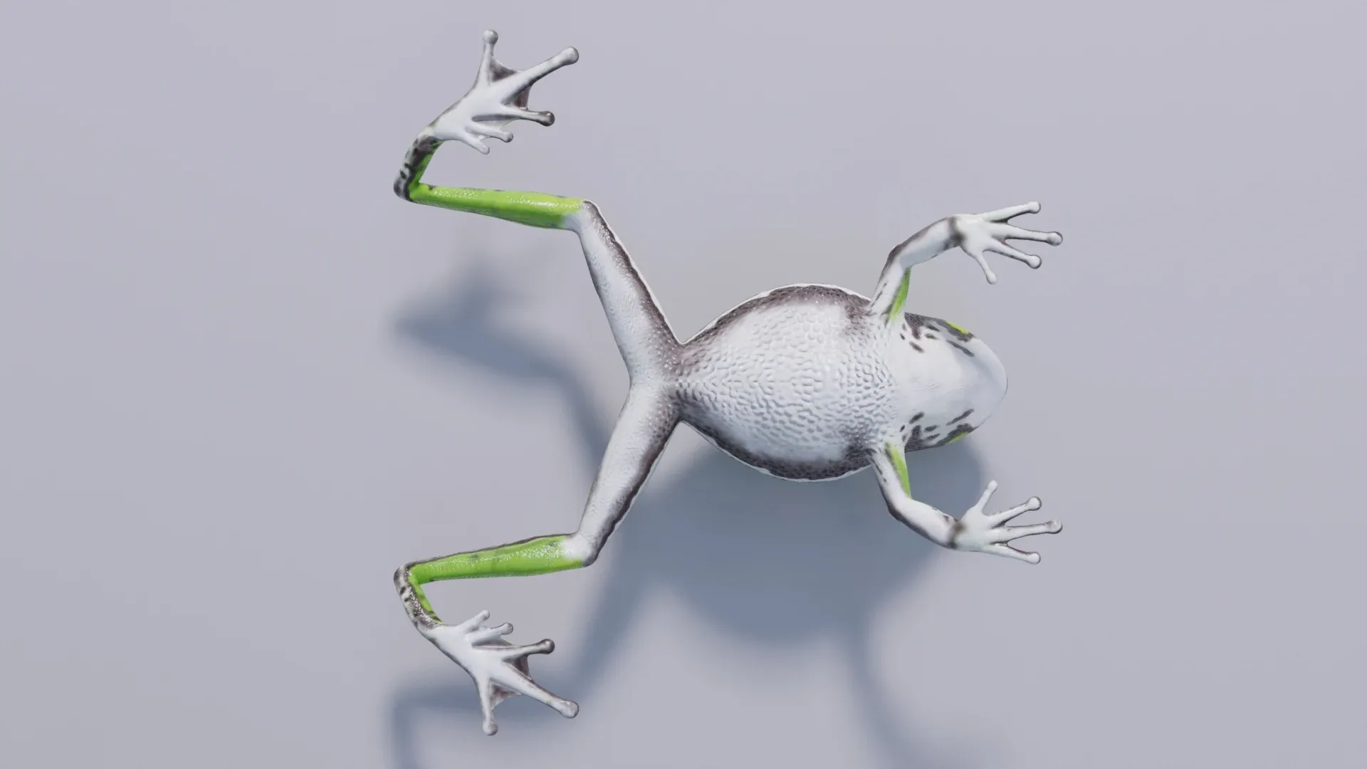 Barking Tree Frog - Animated