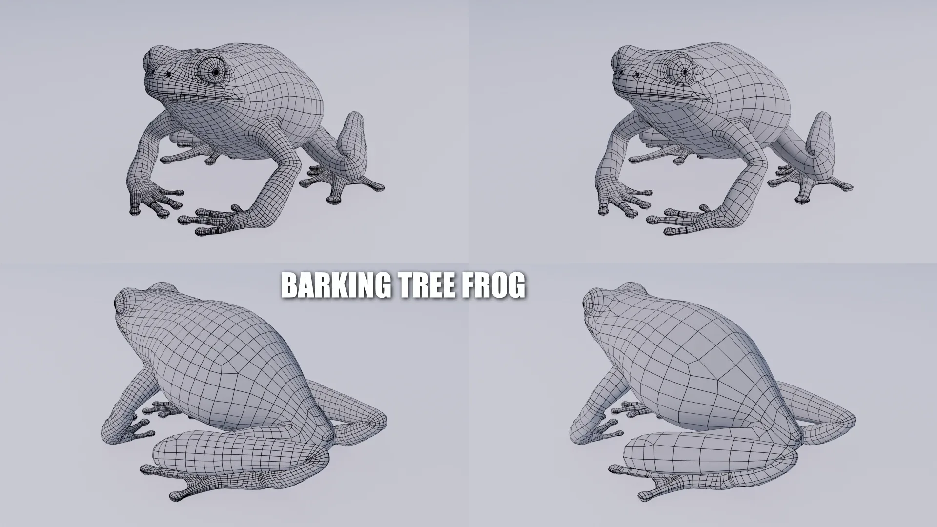 Barking Tree Frog - Animated