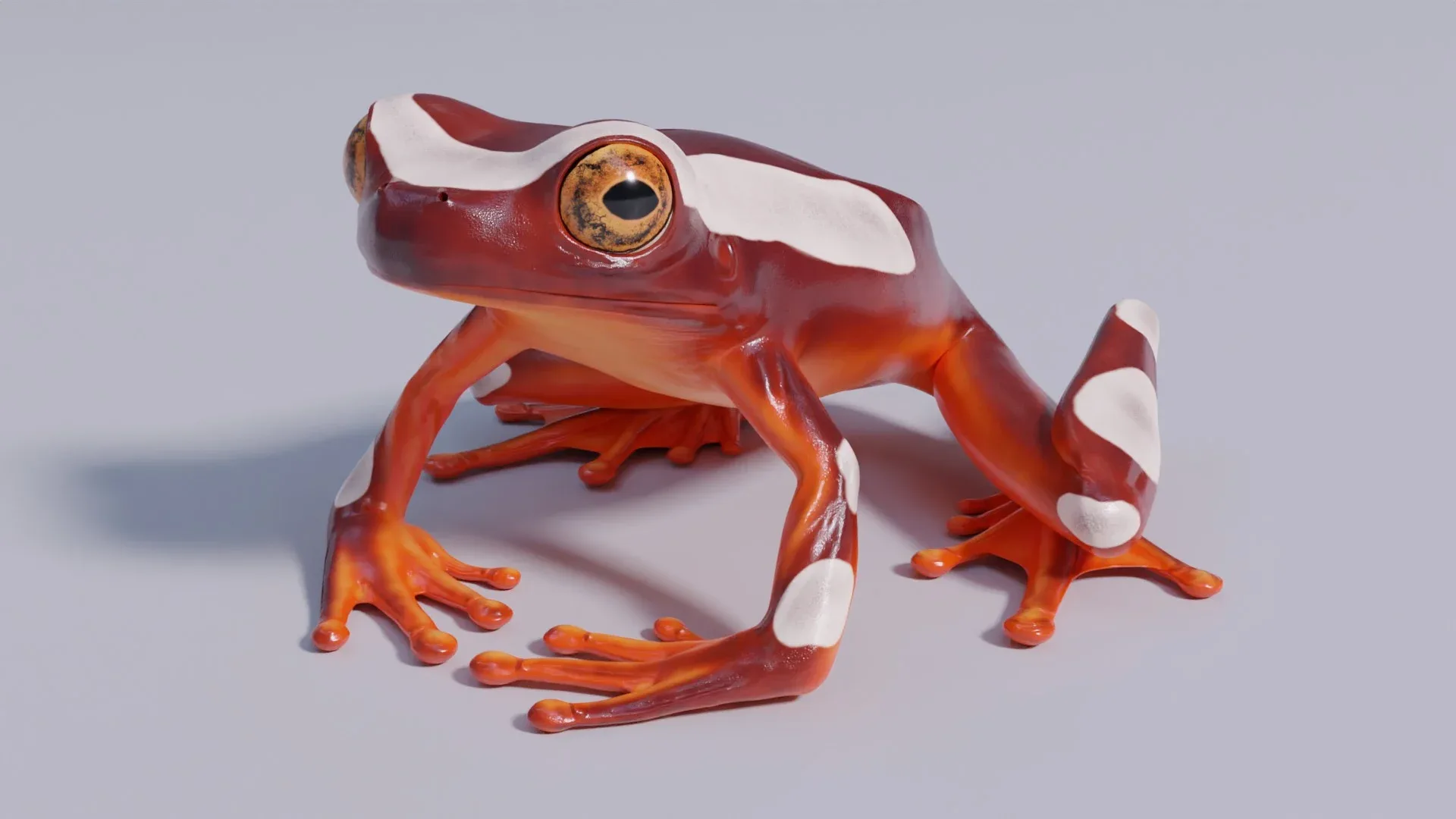 Clown Tree Frog - Animated