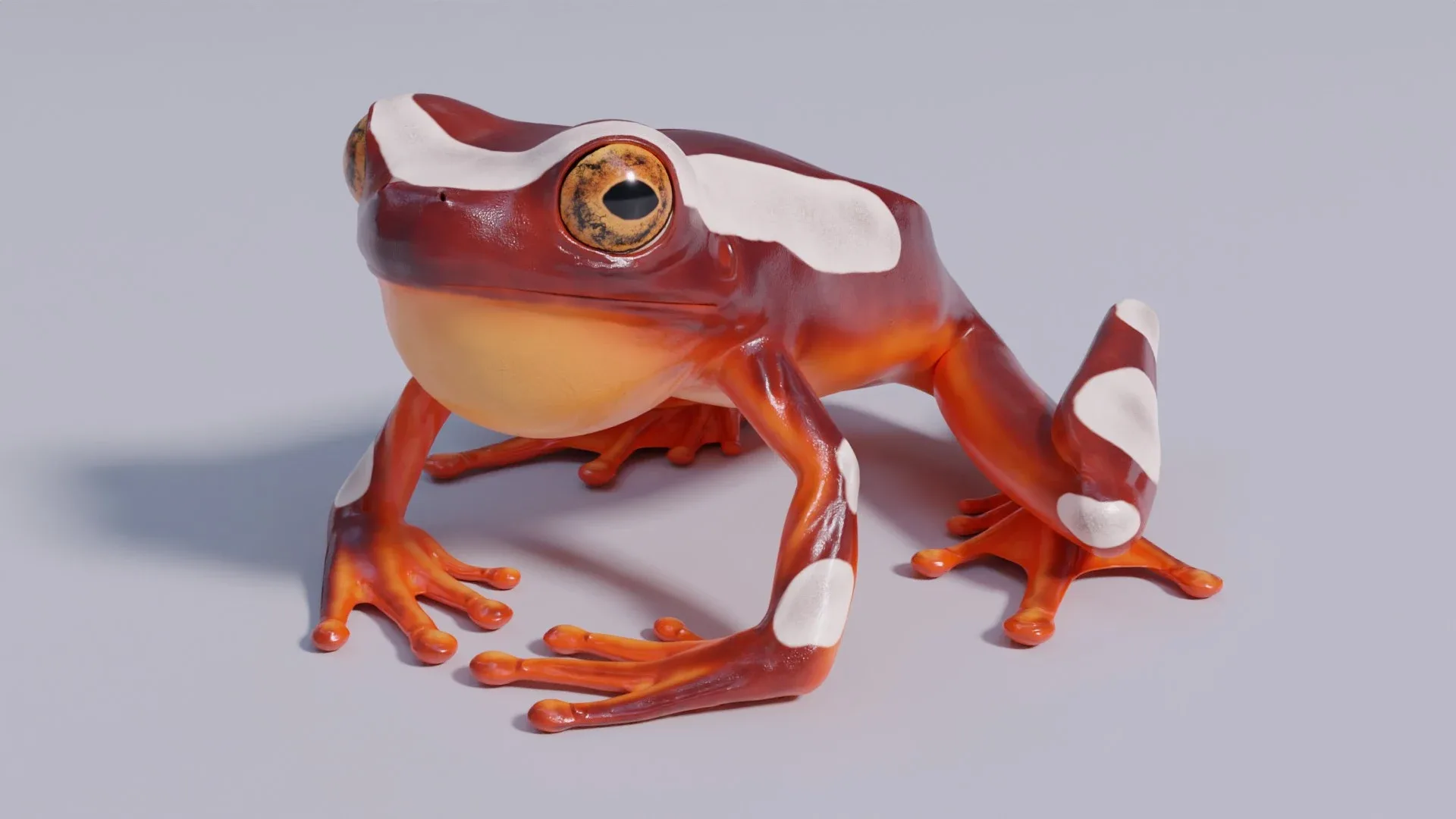 Clown Tree Frog - Animated