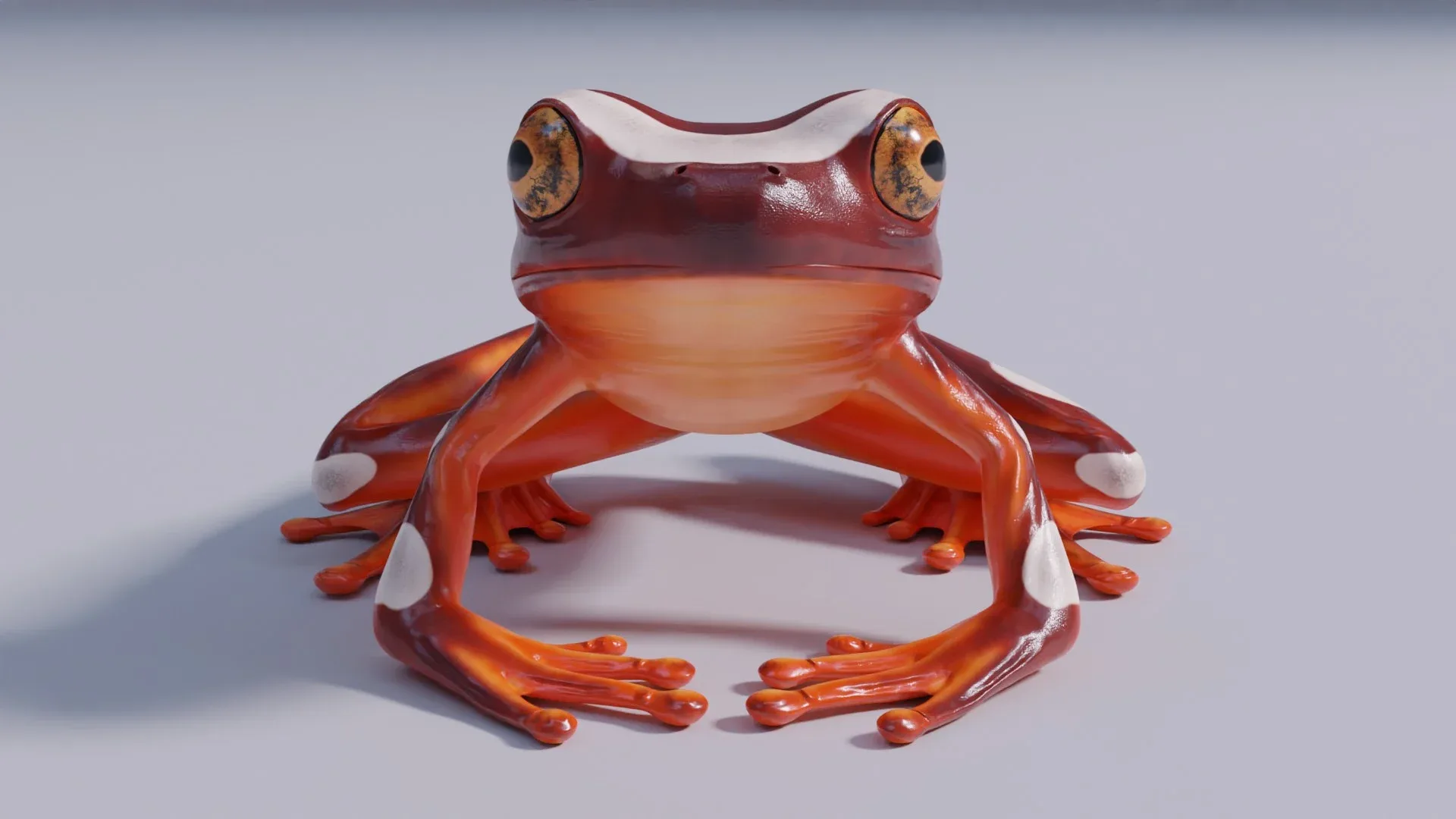 Clown Tree Frog - Animated