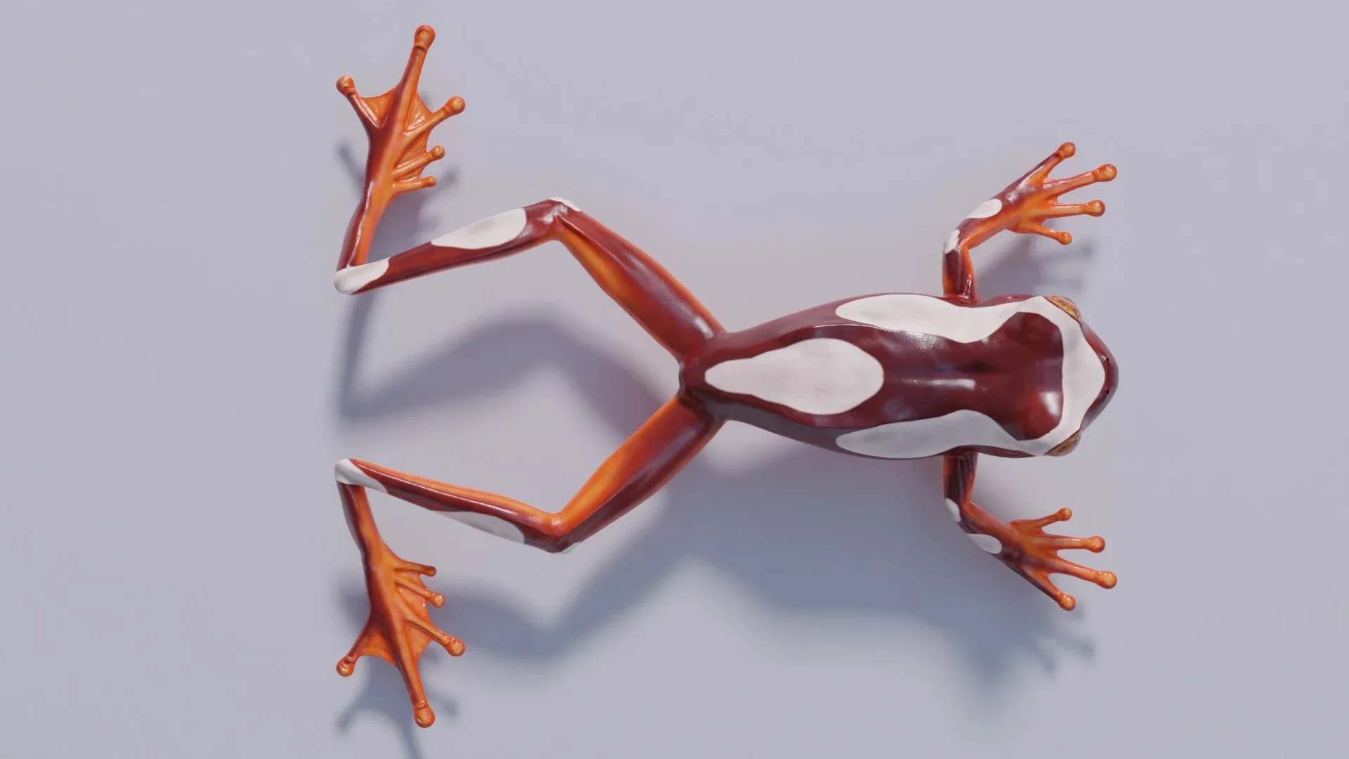 Clown Tree Frog - Animated