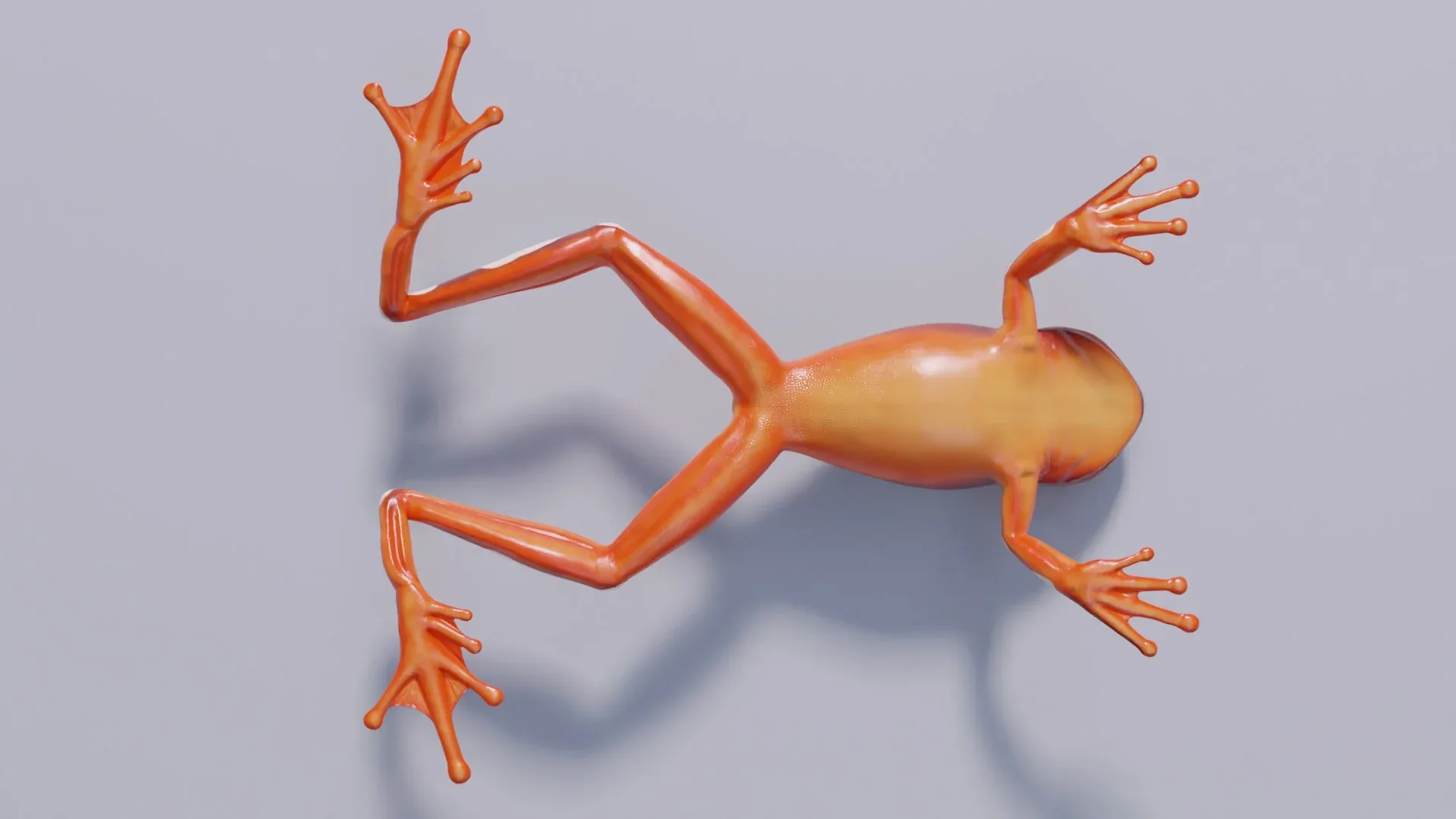 Clown Tree Frog - Animated