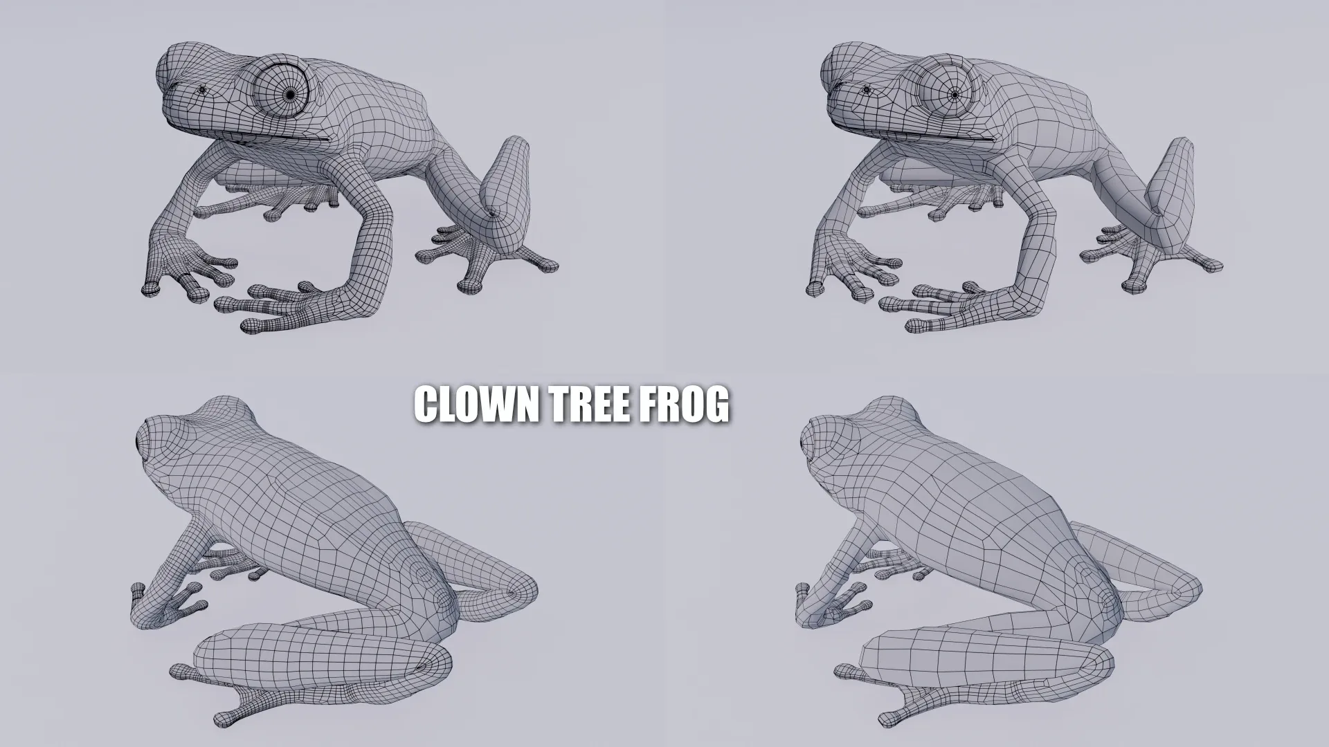 Clown Tree Frog - Animated