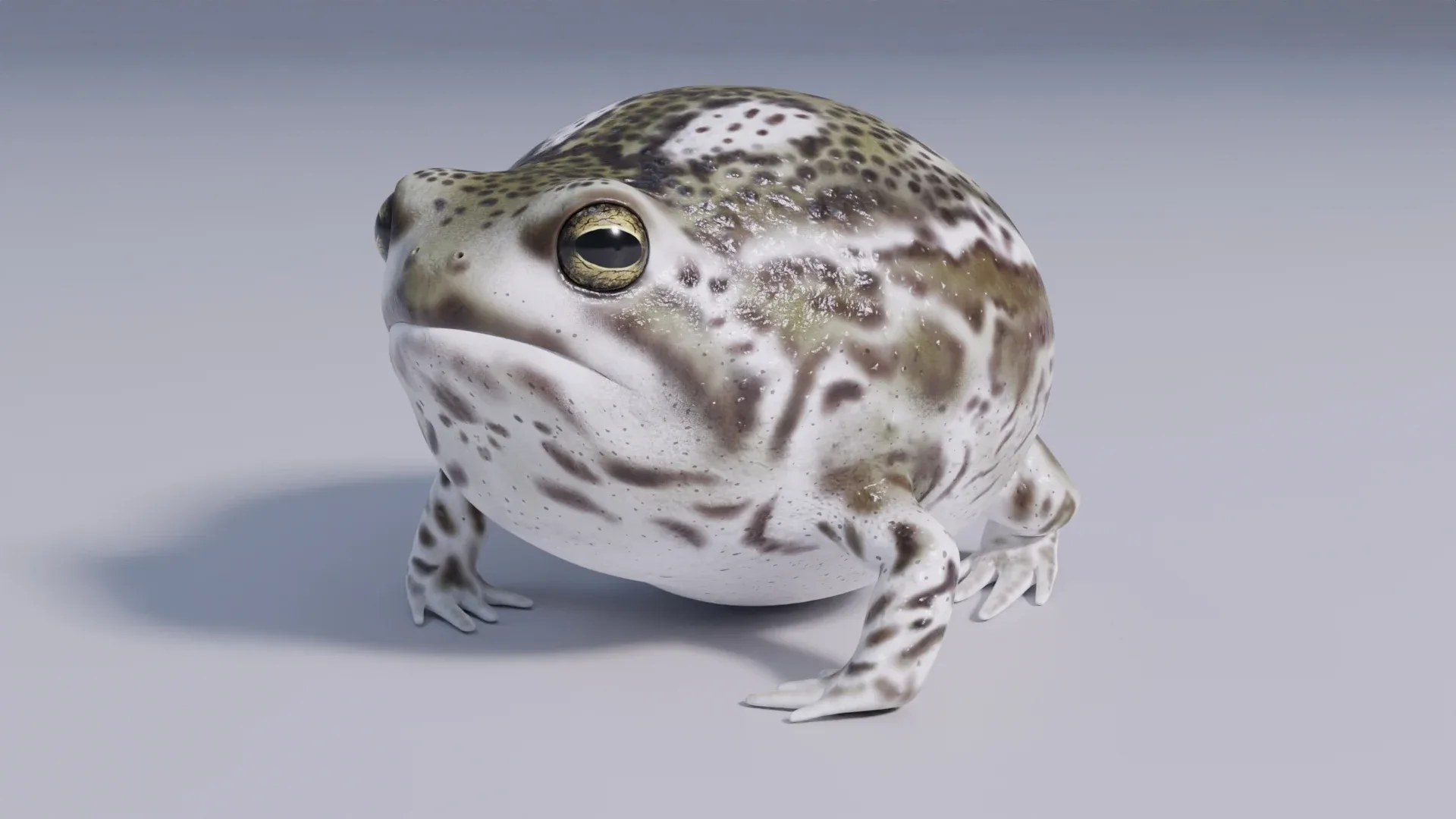 Desert Rain Frog - Animated