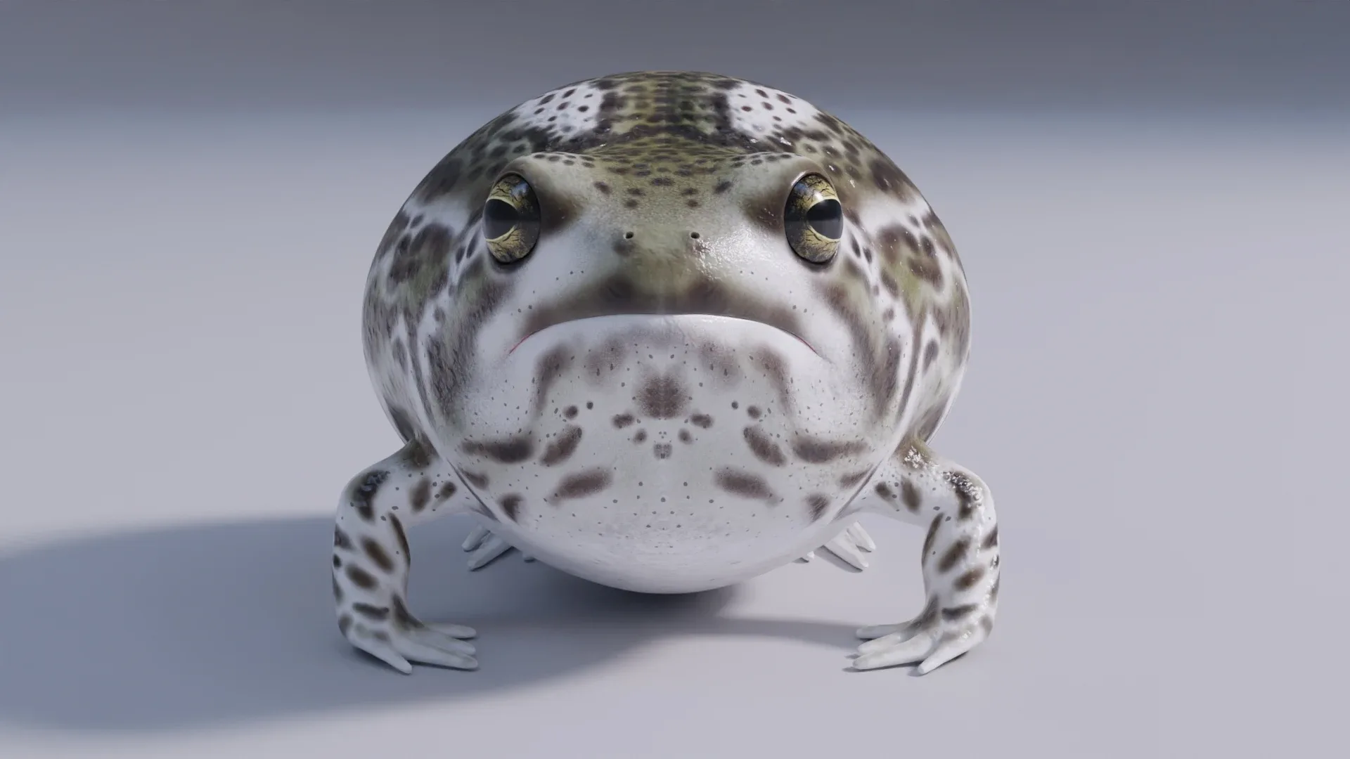 Desert Rain Frog - Animated