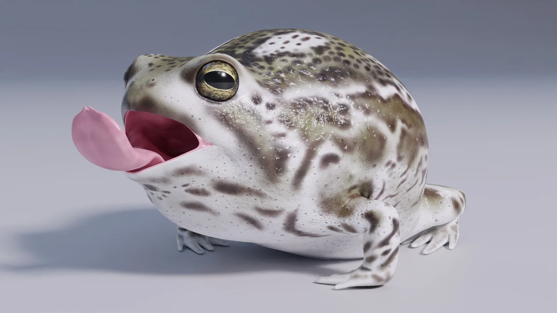 Desert Rain Frog - Animated