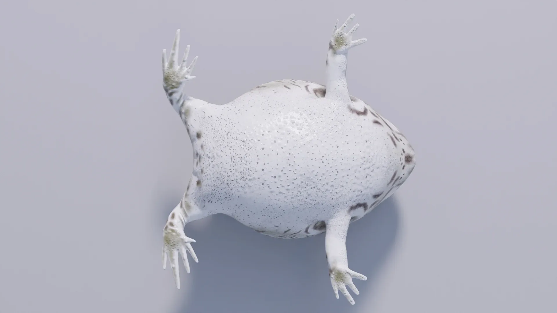 Desert Rain Frog - Animated