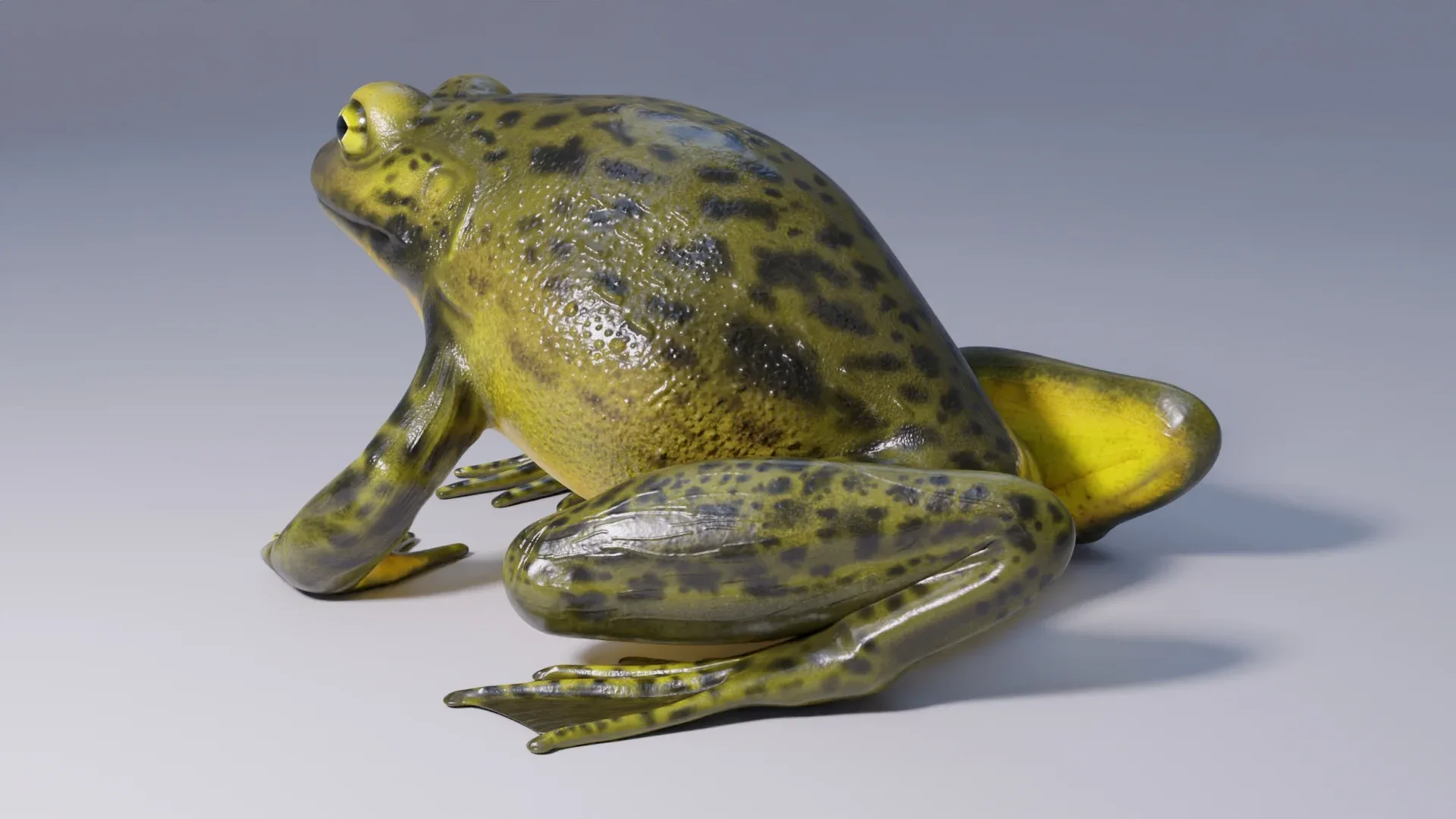 Goliath Bullfrog - Animated