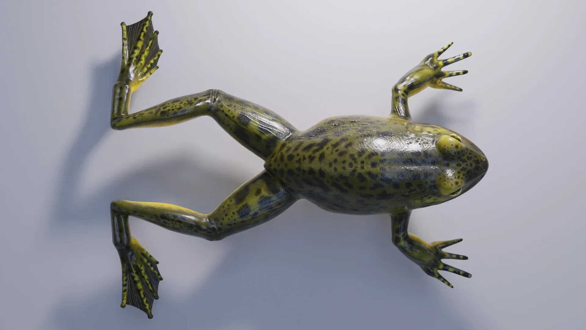 Goliath Bullfrog - Animated